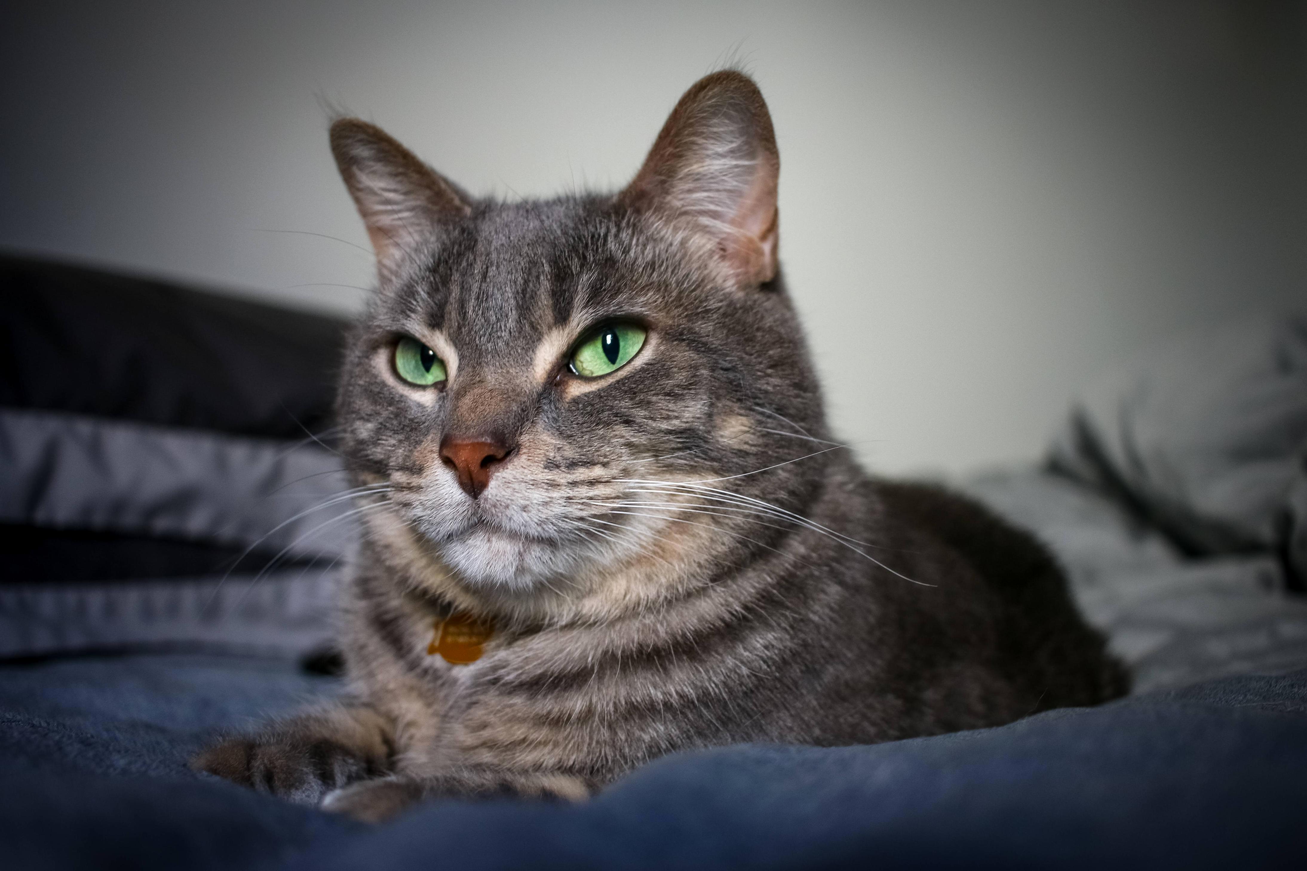 My Roommates Cat Is a Handsome Fella