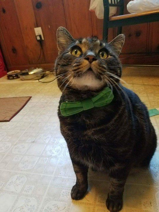 My Sister in Law Bought My Cat a Bow Tie. He Is Very Proud