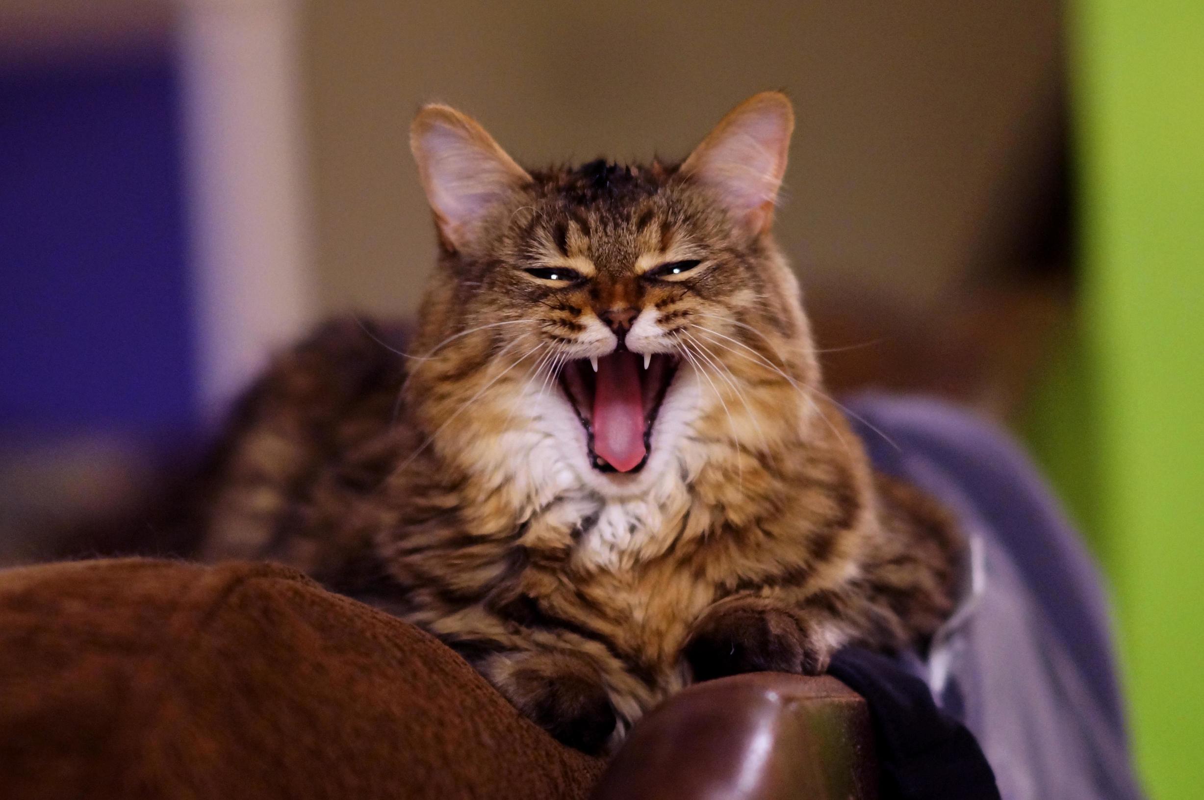 My Sisters Cat Pickles
