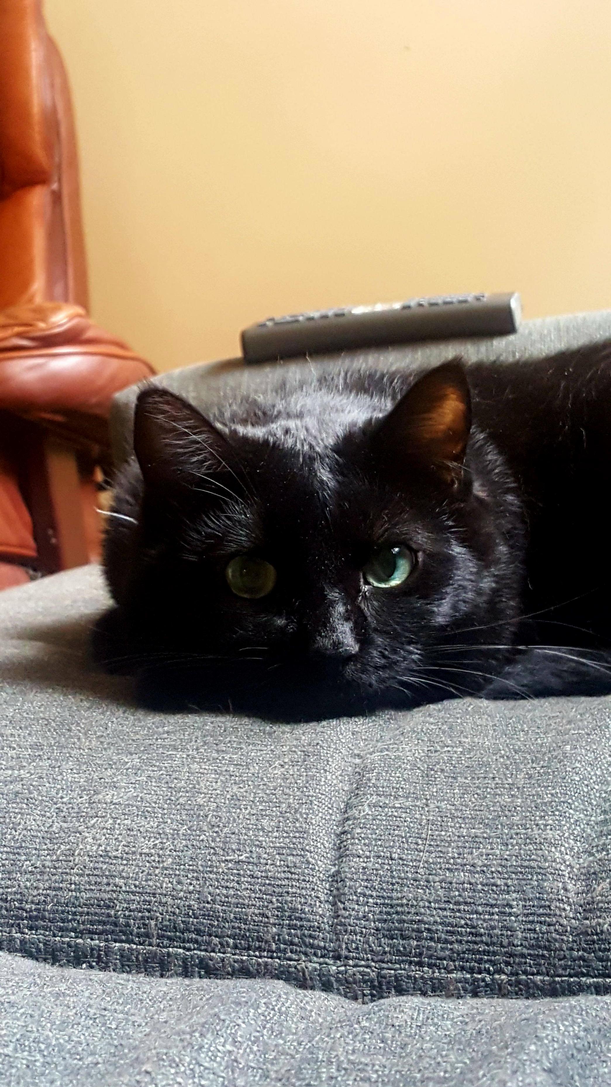 My Sweet Boris