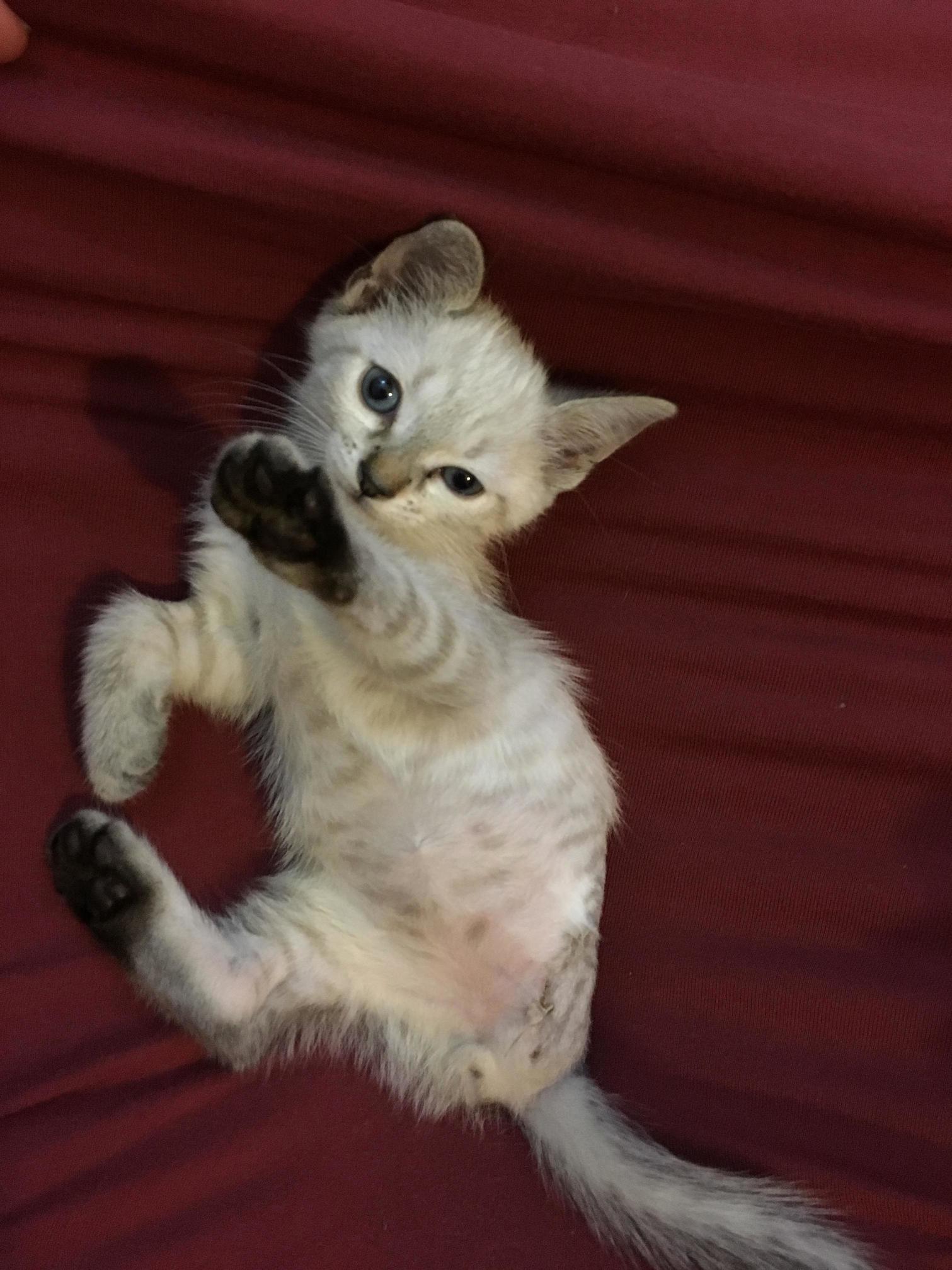 My Three-legged Baby Boy Adopted About a Week Ago. He Was a Stray Who Was Hit by a Car Outside My Vet Friends Clinic.