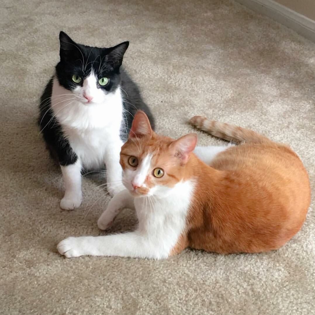 My Two Buddies Tater and Miley