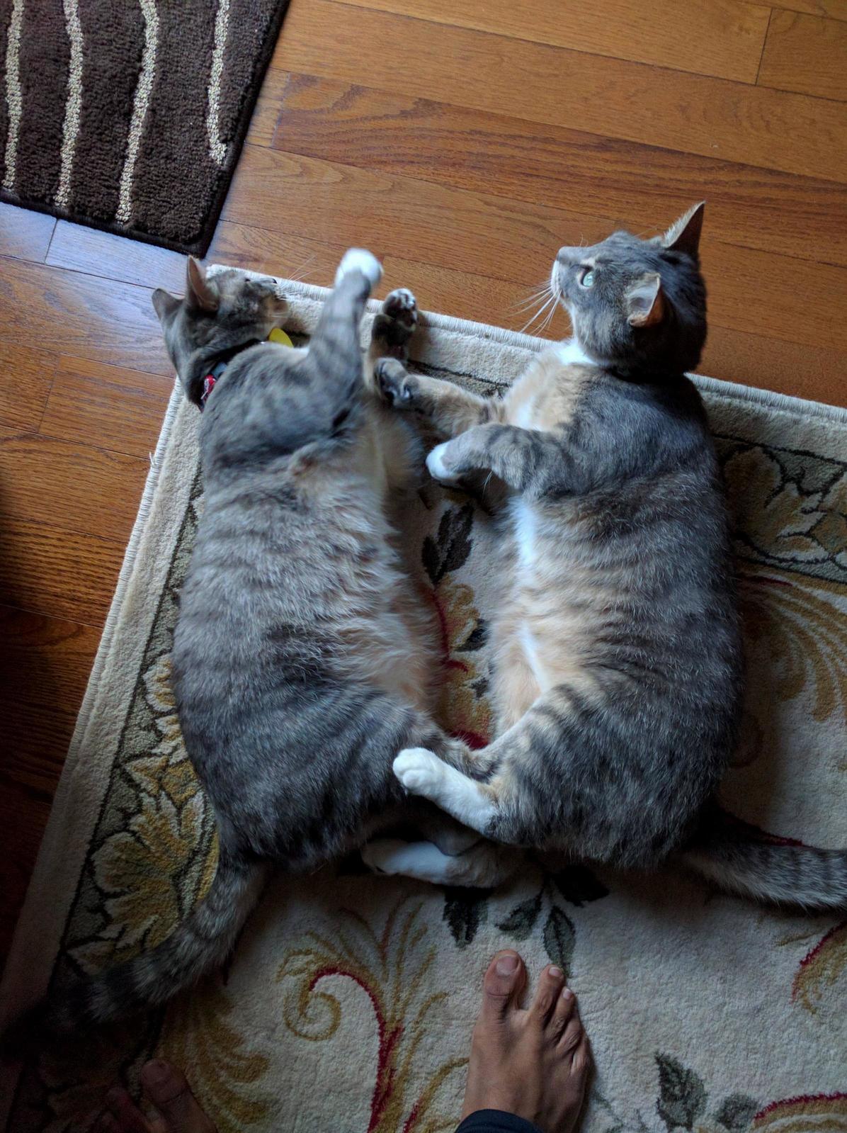 My Two Cats