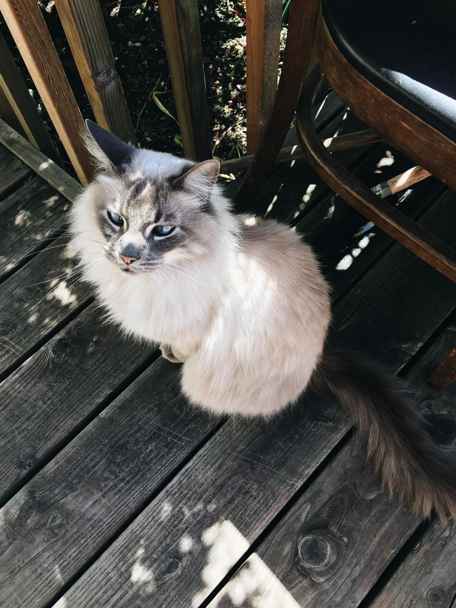 My Very Pretty Very Dumb Cat James.