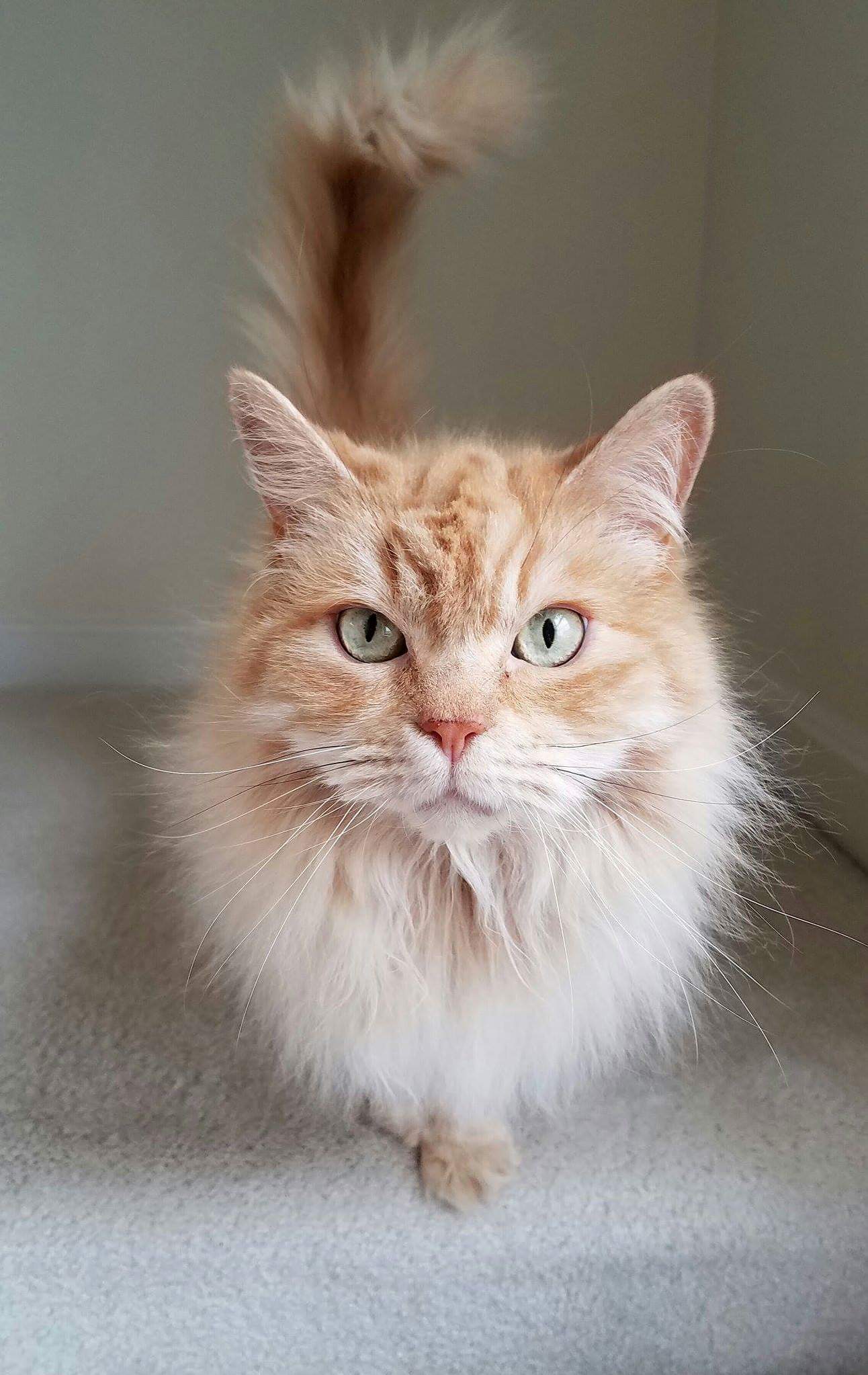 My Wife Does Pet Sitting Part Time and Snapped This Photo with Her Camera Phone During a Recent Visit.