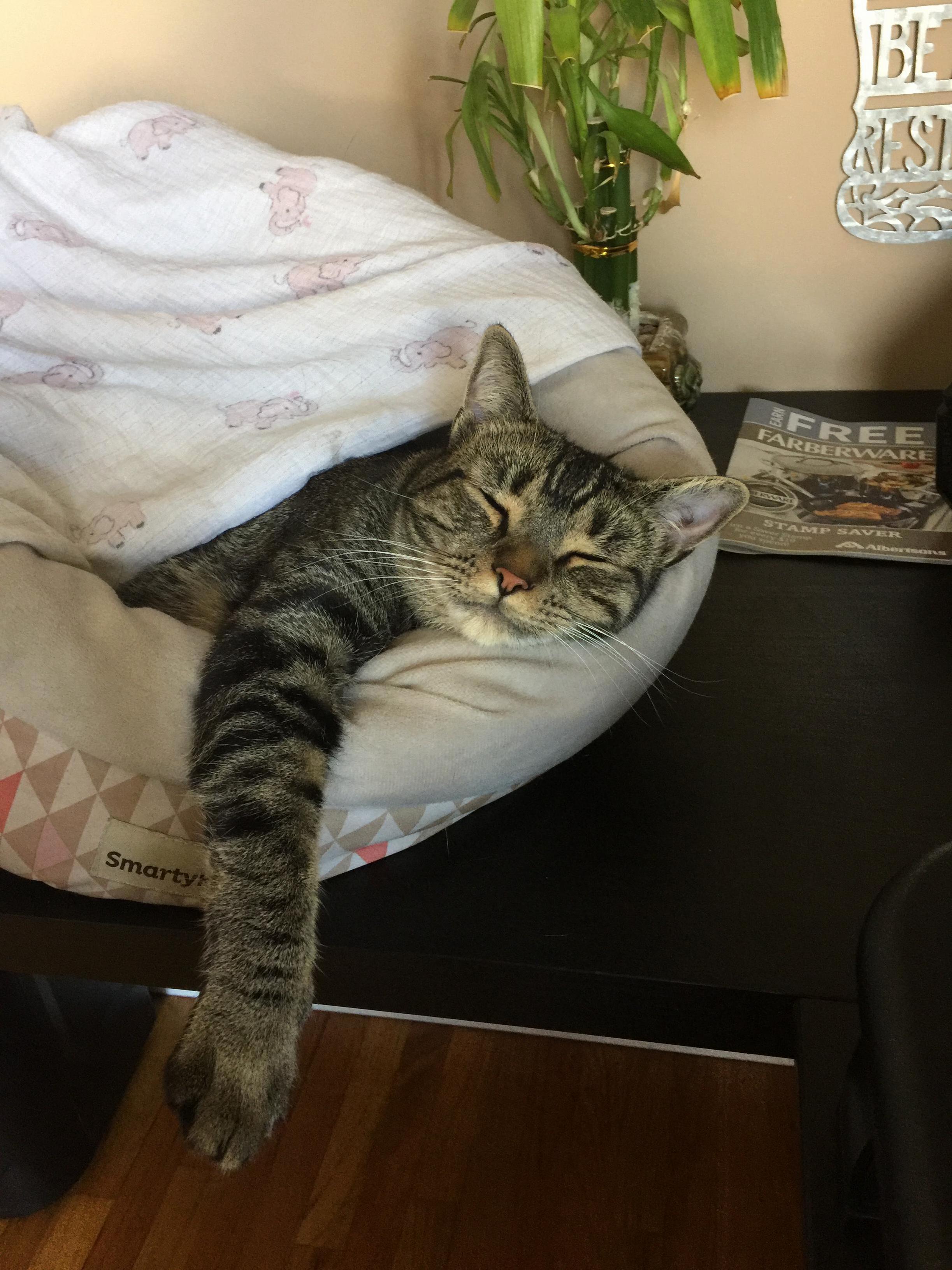 My Wifes Office Assistant.