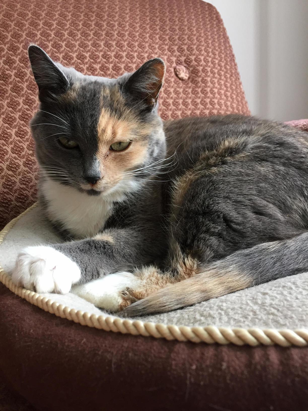 Napping in the Sun 2 Years Since She Adopted the Family