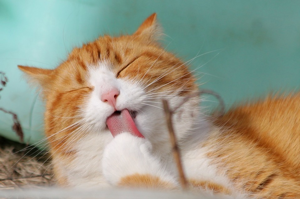 Neat and Clean Cute Cat