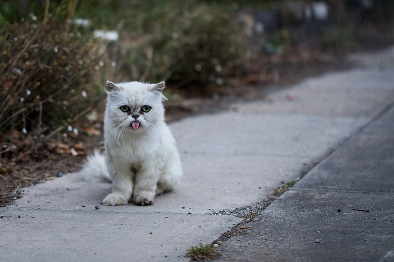 Neighbhourhood Cat Just Derpin Around