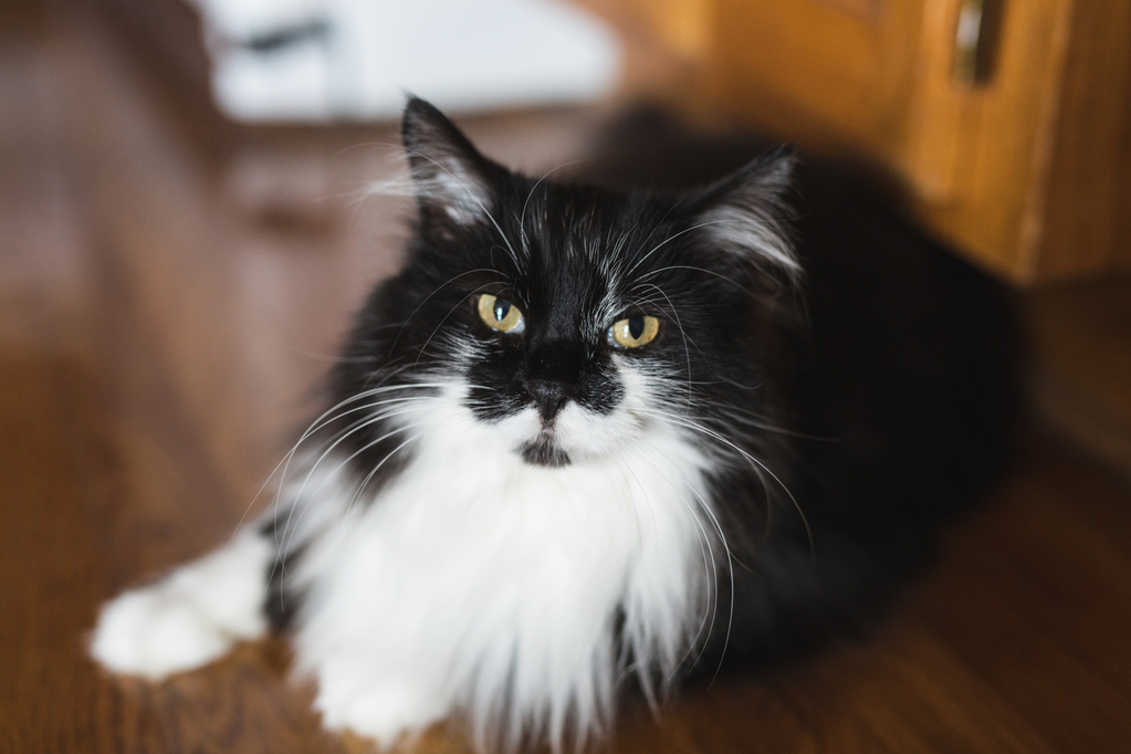 New Camera Upgrade As Well This Is Miss Boots.
