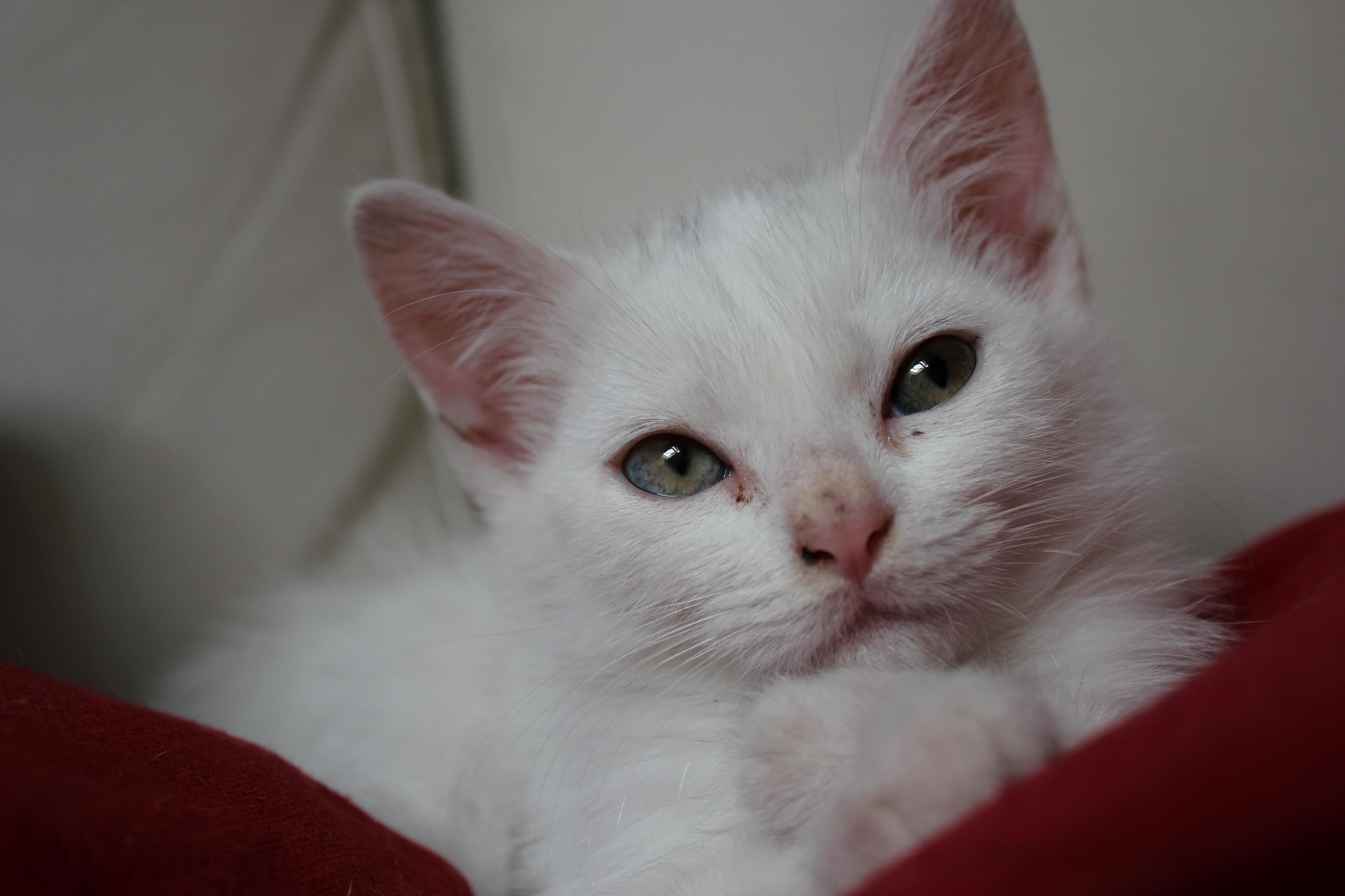New Family Member Yuki