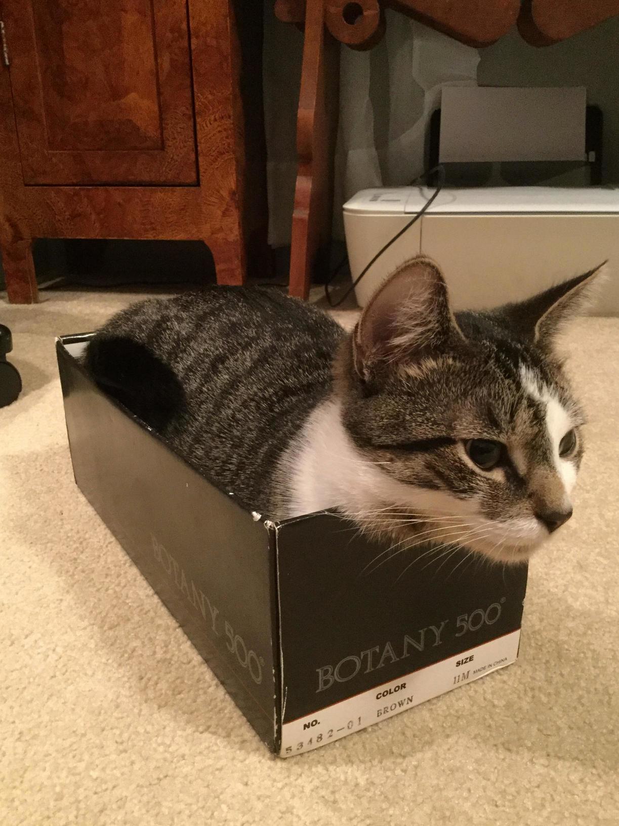 New Shoes Came Not Sure If They Ll Fit Though...