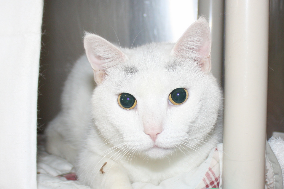 Nivea Is at the Shelter Where I Volunteer. the Markings on Her Fur Look Like Pretty Grey Eyebrows.