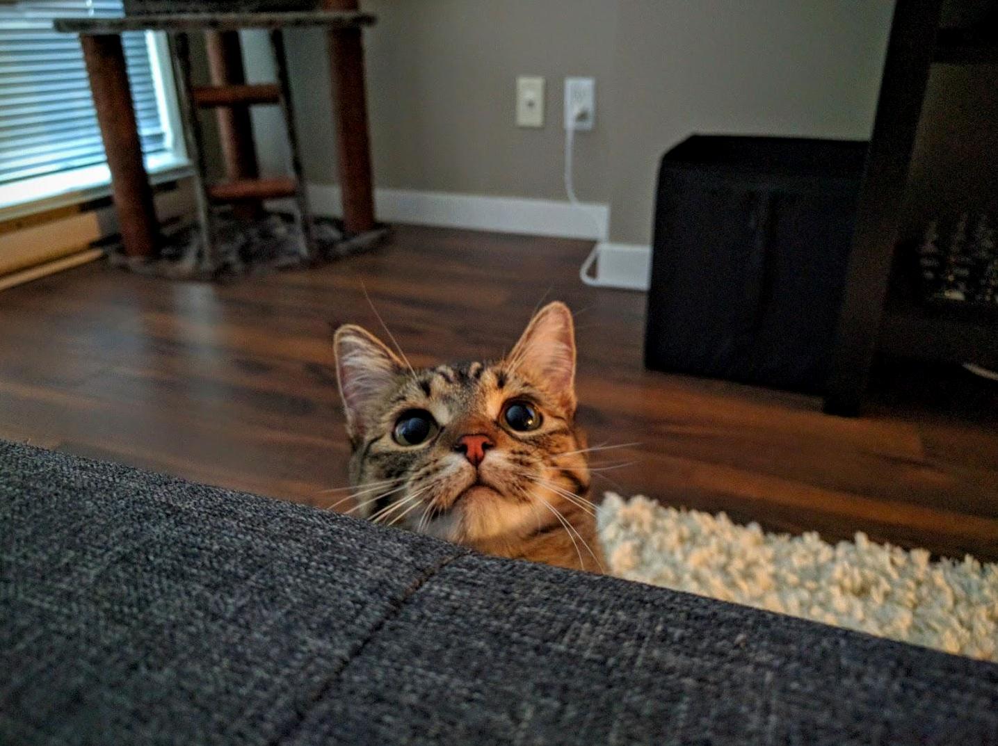 Oh Hey Didnt Expect to See You Here Hooman