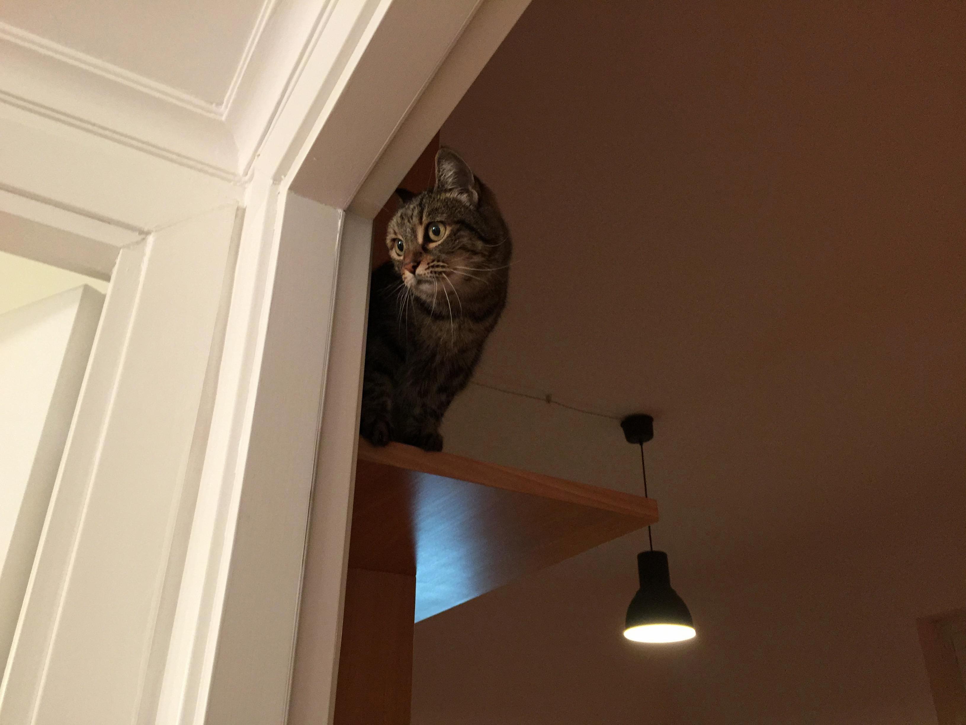 On the Lookout
