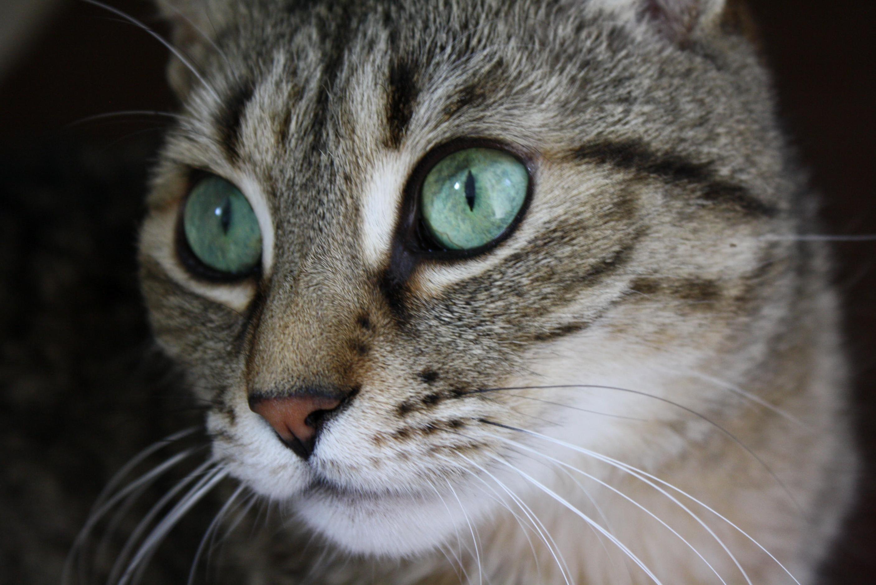 One of My Dads Cats Helping Me with Photography Practice
