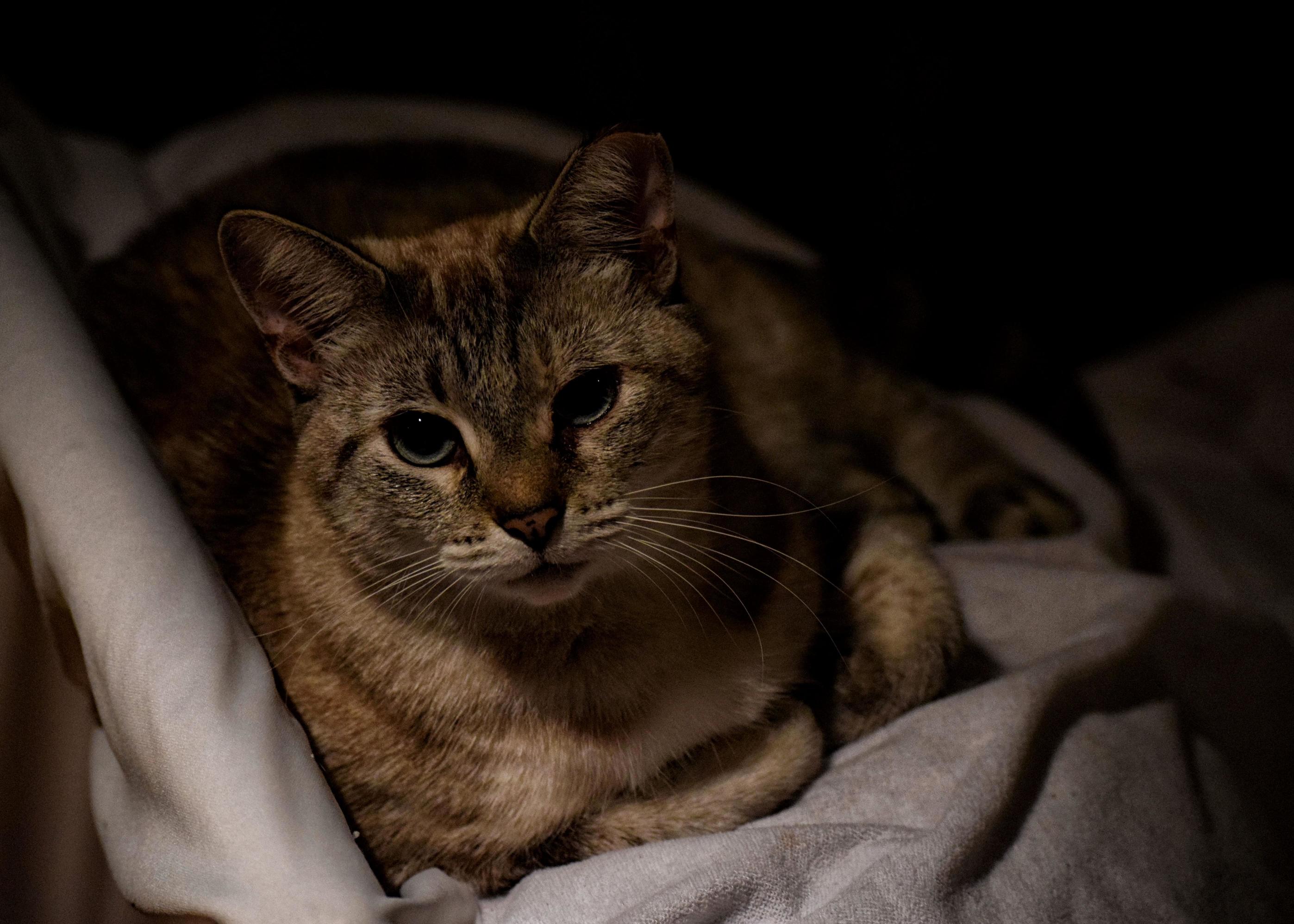 One of the Five Strays My Mom Feeds - Gracie