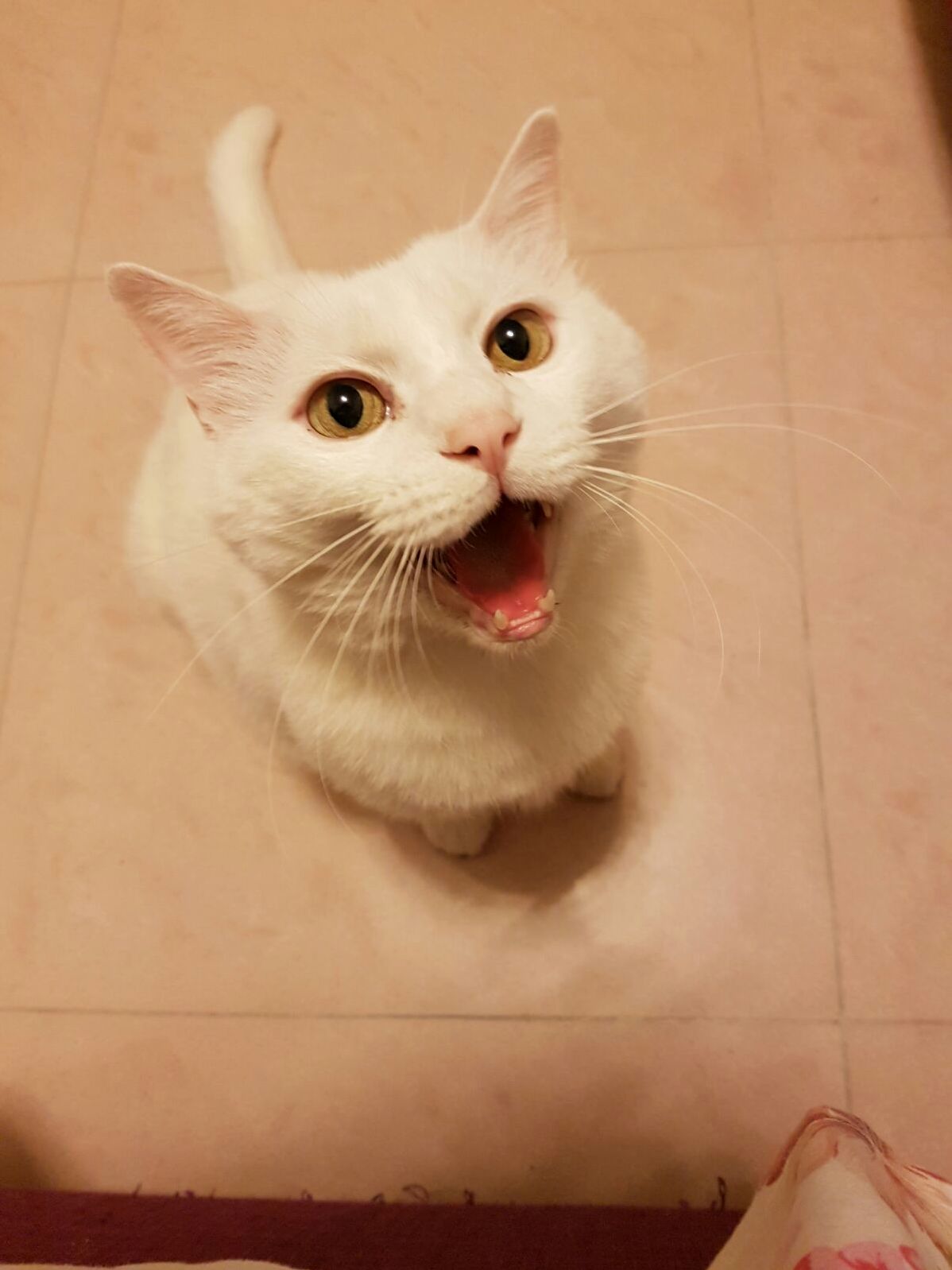 Open Wide Ahhhhhhhh 3