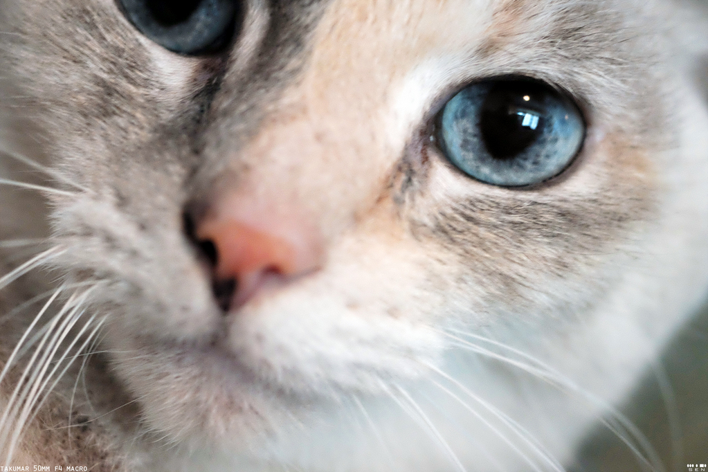 Orangeo the Catso Super Takumar 50mm F4.0 Macro