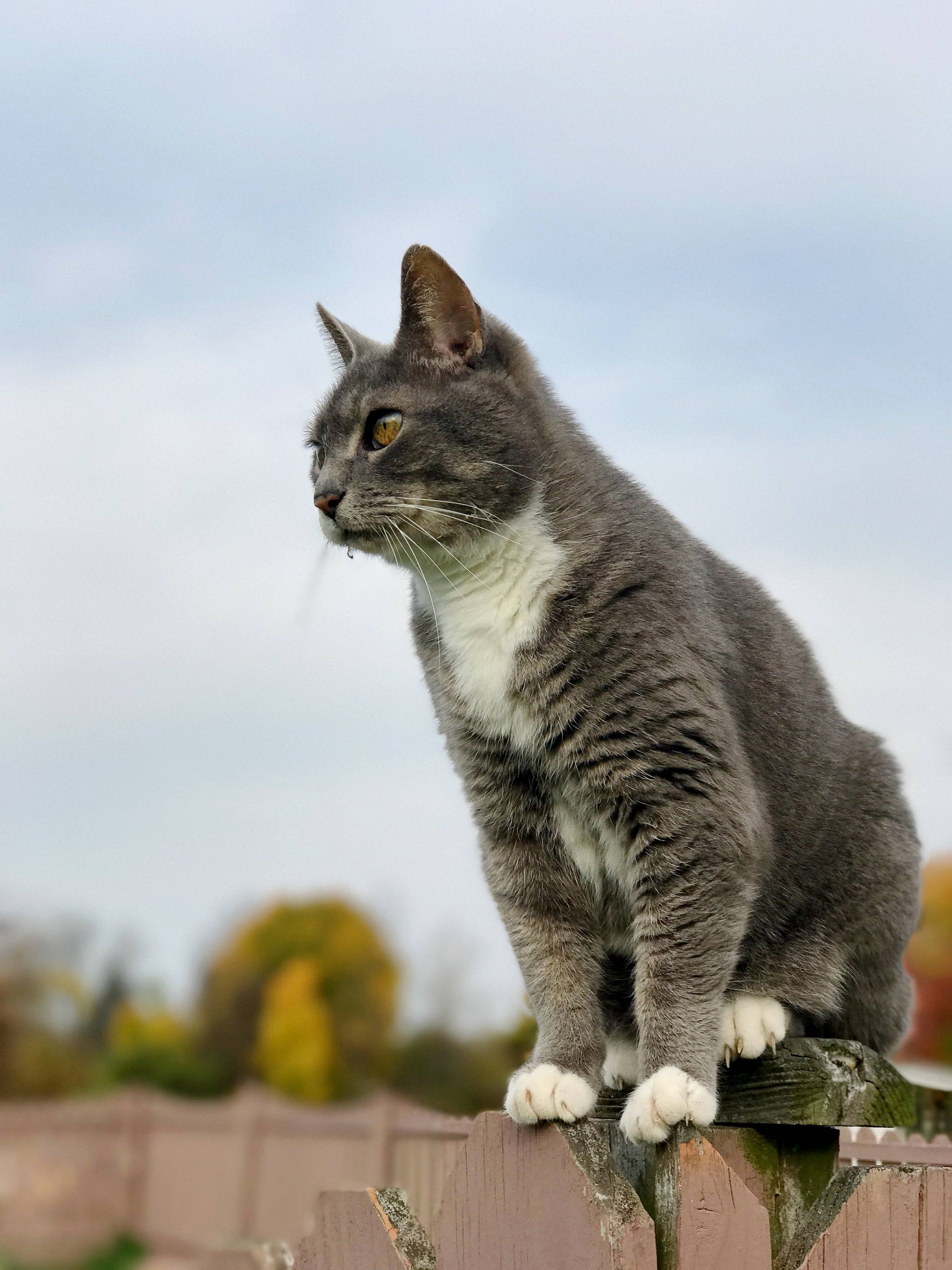 Our Barn Cat Gina After a Morning Hunt