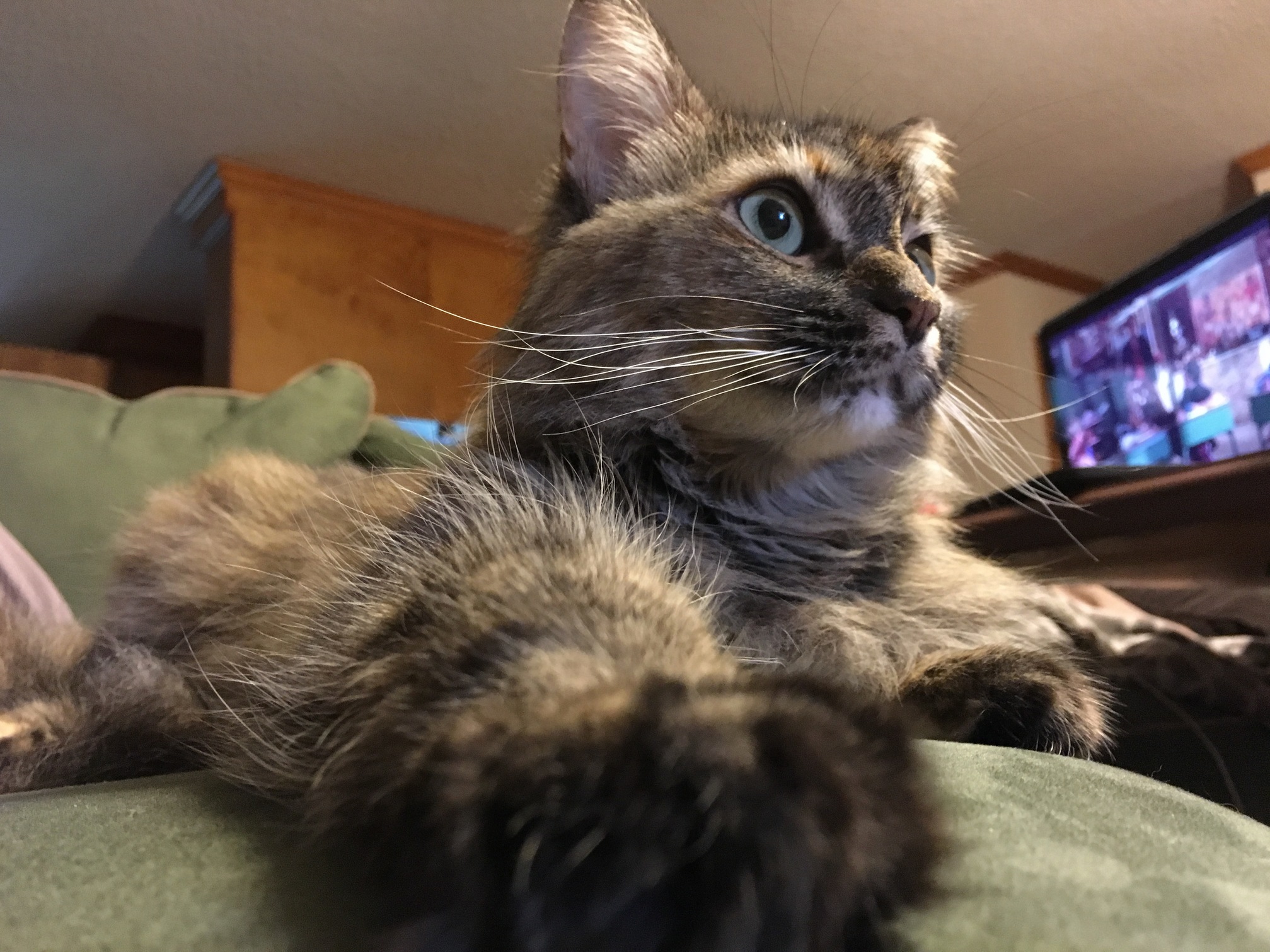 Our Furry Little Killing Machine Lounging on the Couch.