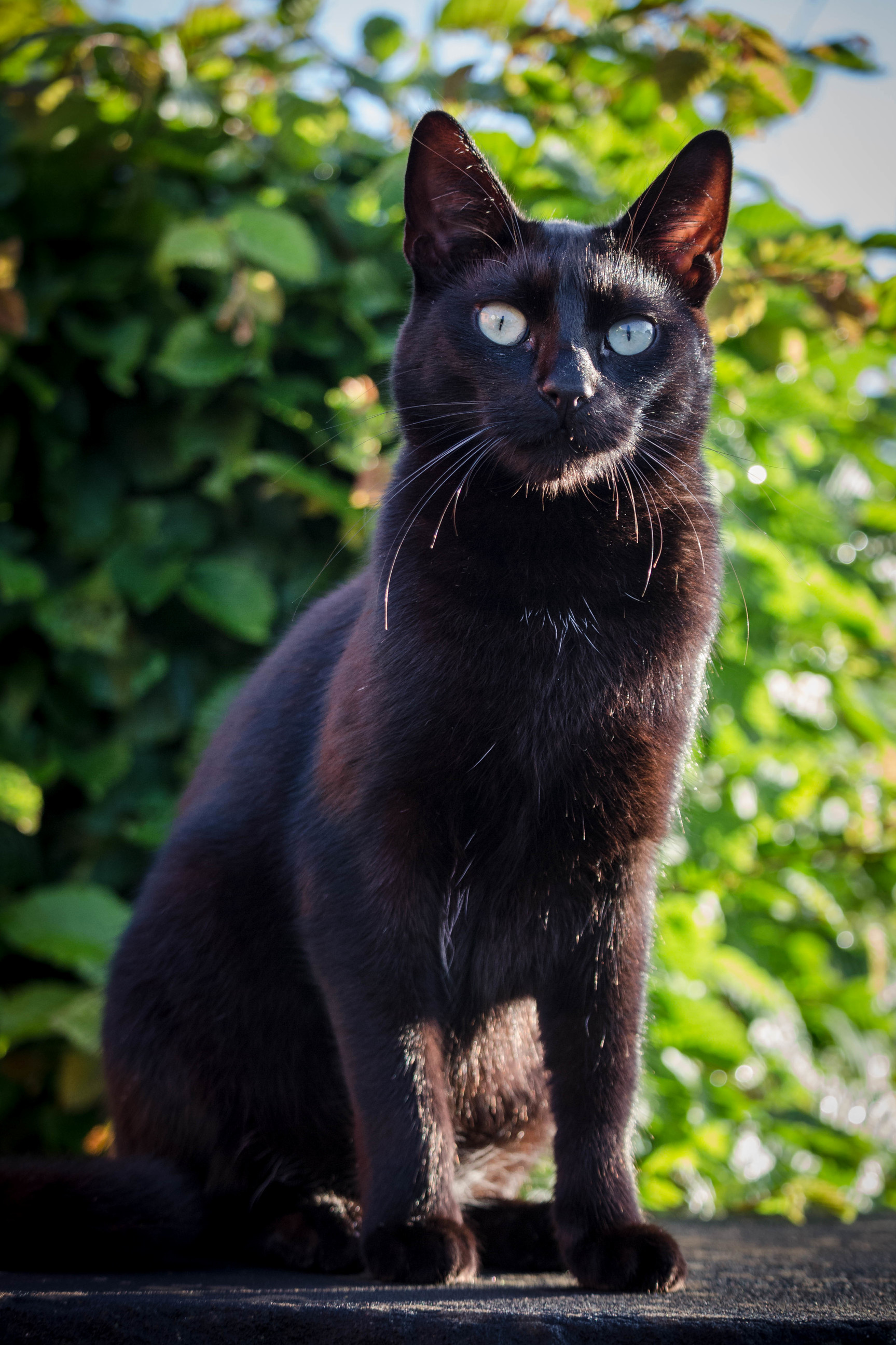 Our Half-blind 2 Jear Old Cat Jack.