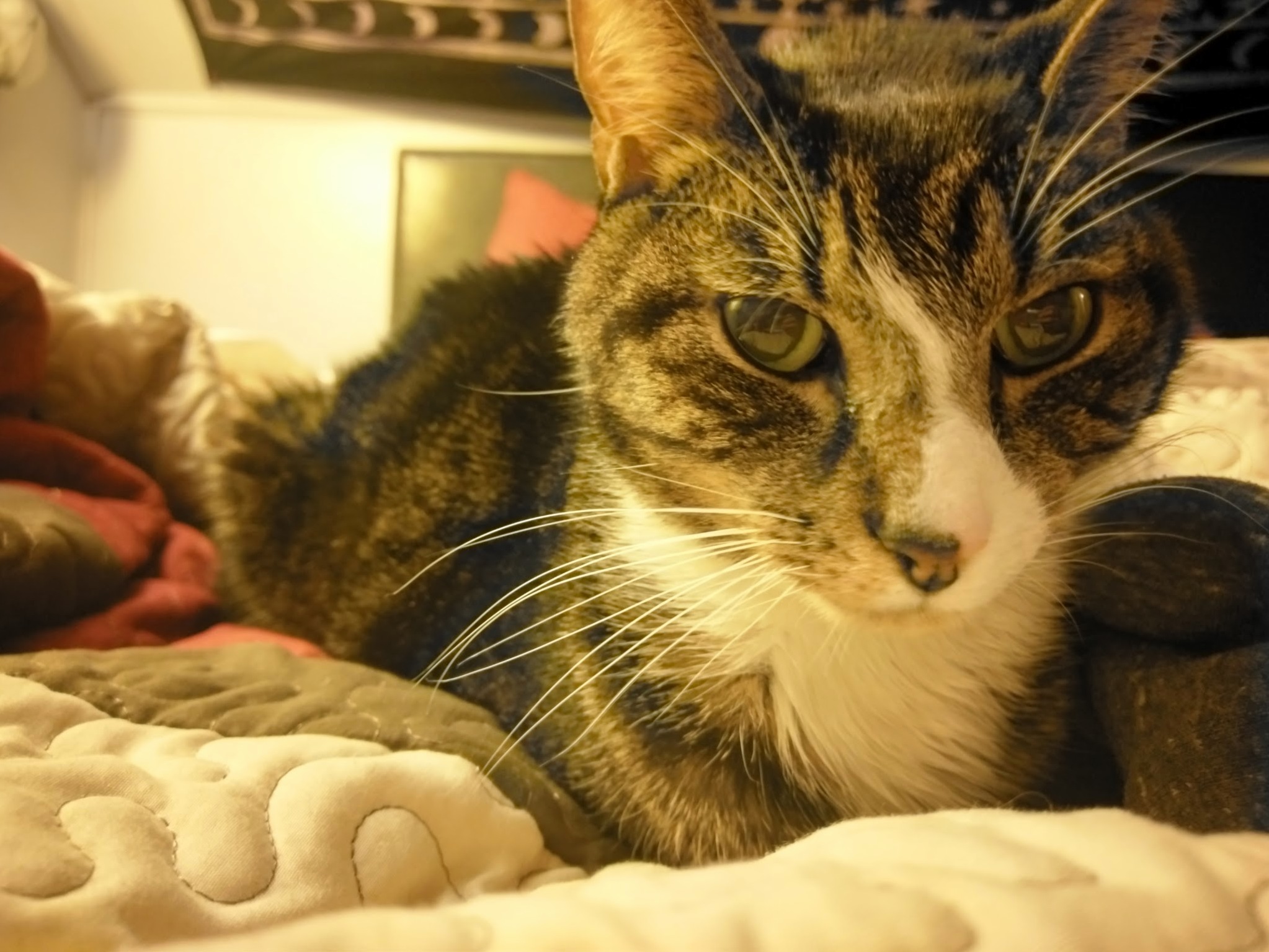 Our Handsome Boy of 3 Years - Just Found Out He Has Cancer