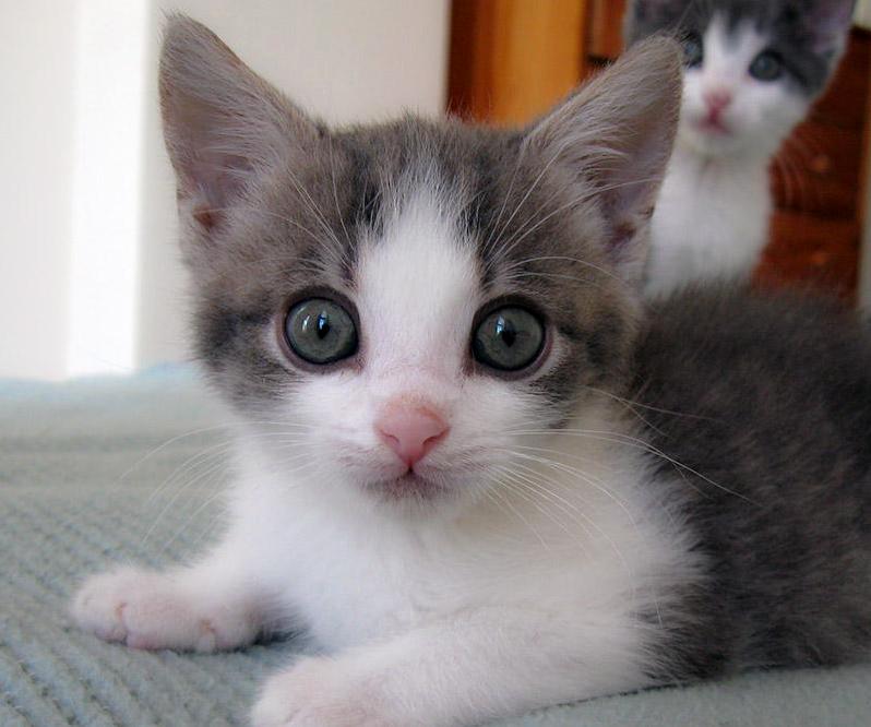 Our Latest Fosters Just Got Adopted ... Together Bean in Front While Brother Looks On.