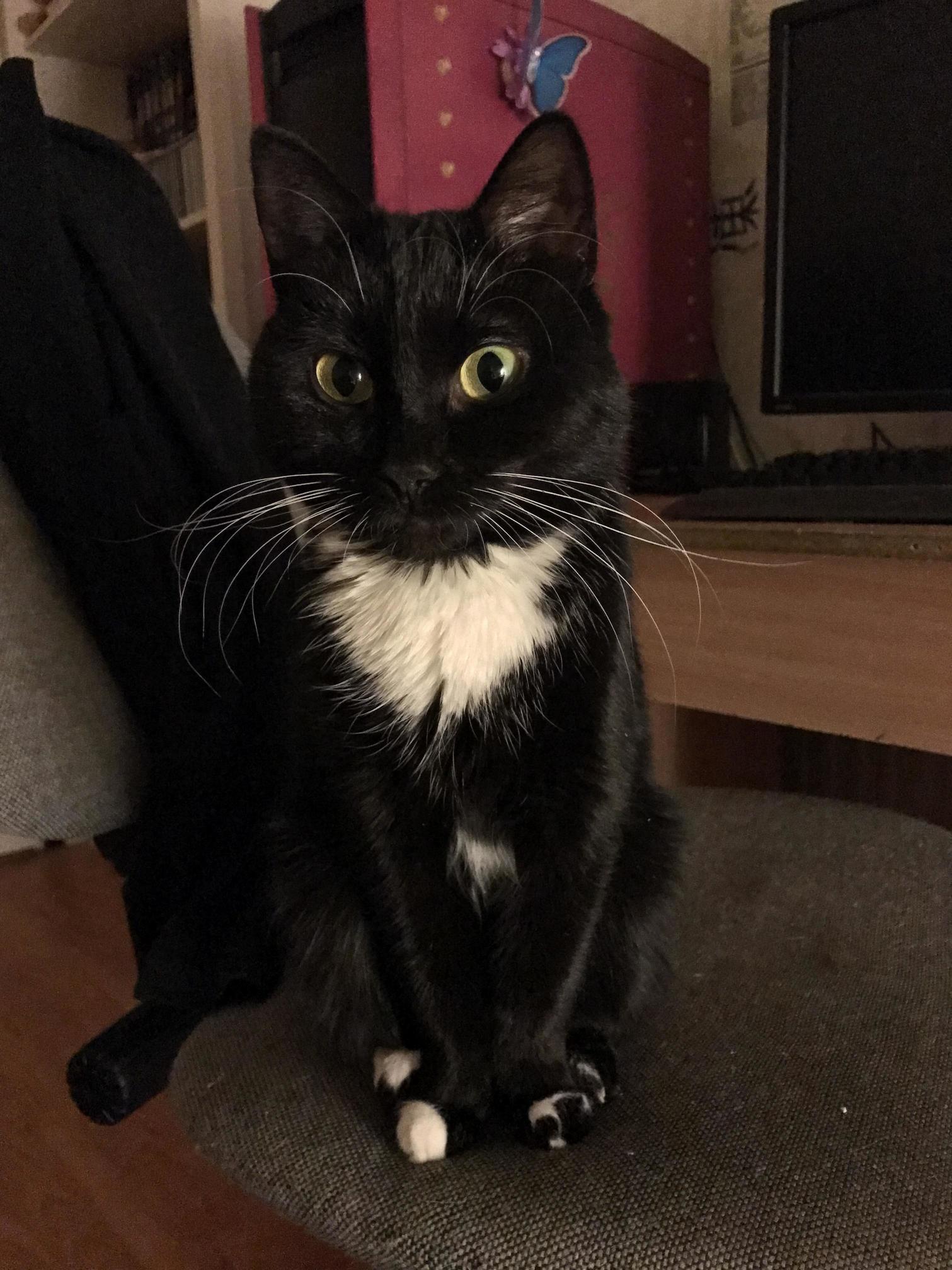 Our Little Girl Vallu and Her Huge Whiskers