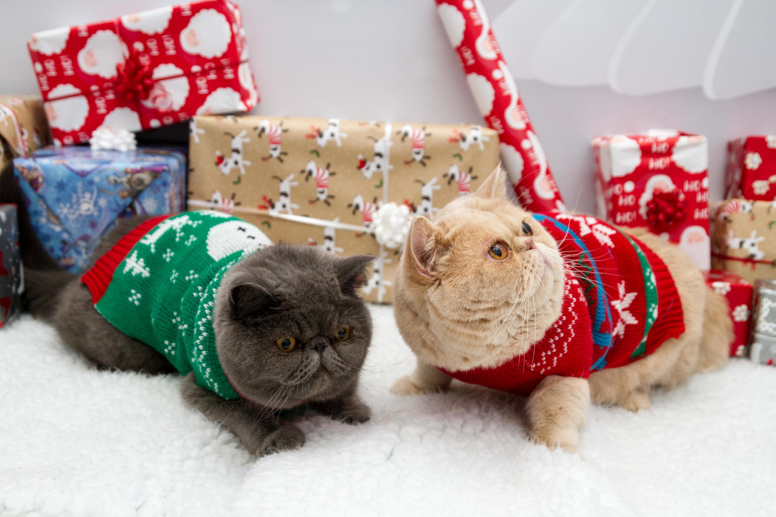 Our Local Vets Held a Christmas Themed Pet Photoshoot