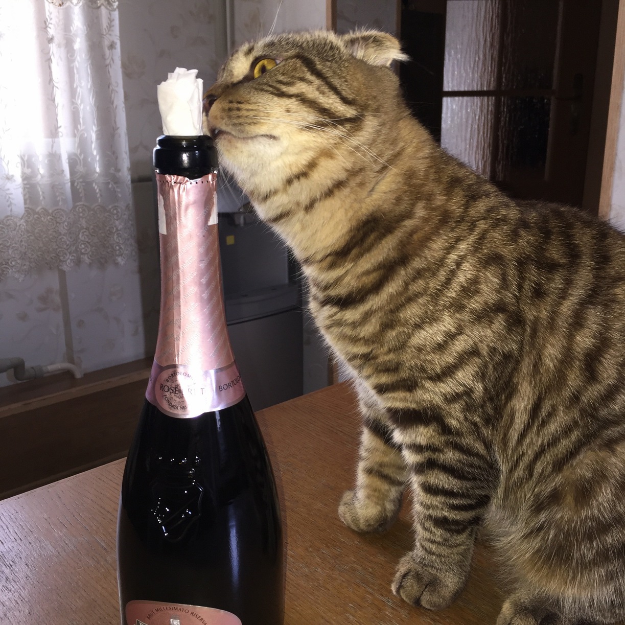 Party Hard