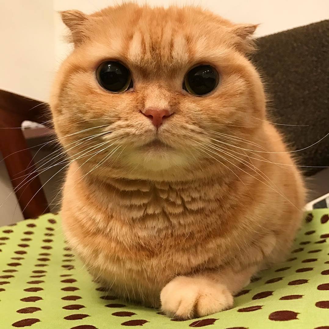 Perfectly Cute