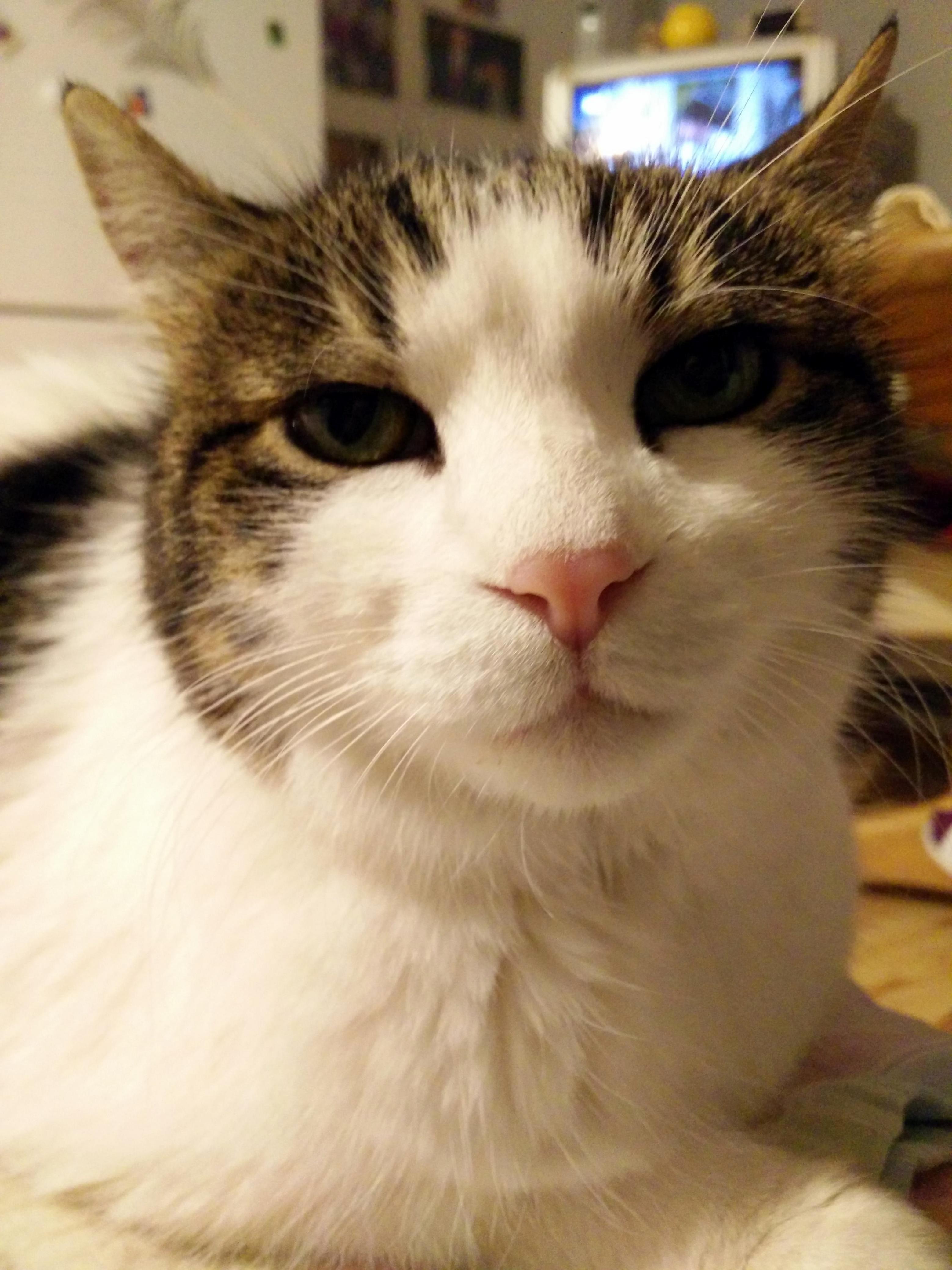 Pet Me Homan