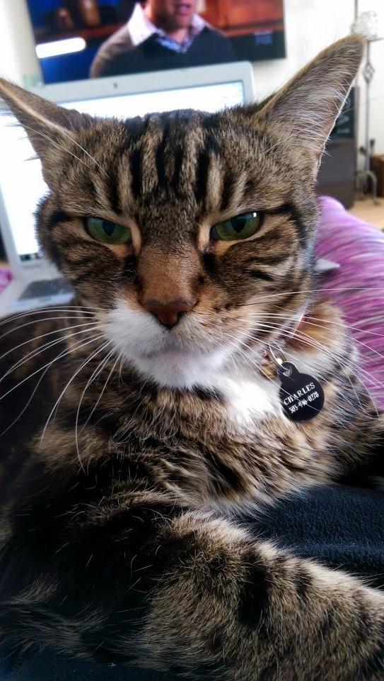 Pet Me.... or Die