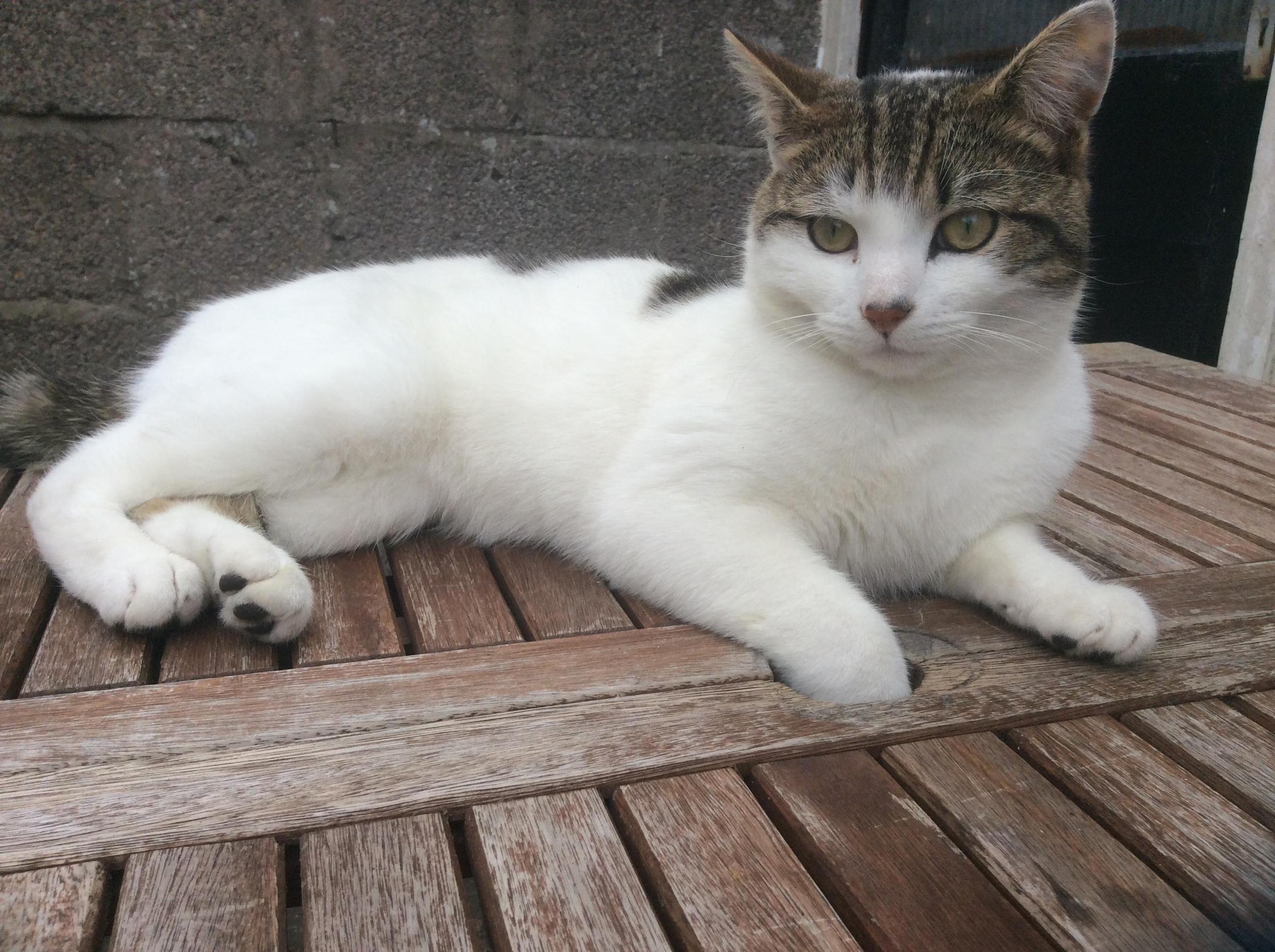 Peter Likes to Put His Paw in the Umbrella Hole of the Garden Table