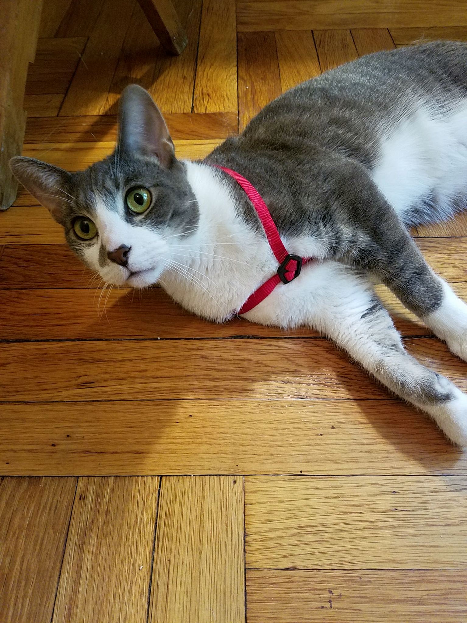 Phineas Isnt Too Keen on This Harness Nonsense
