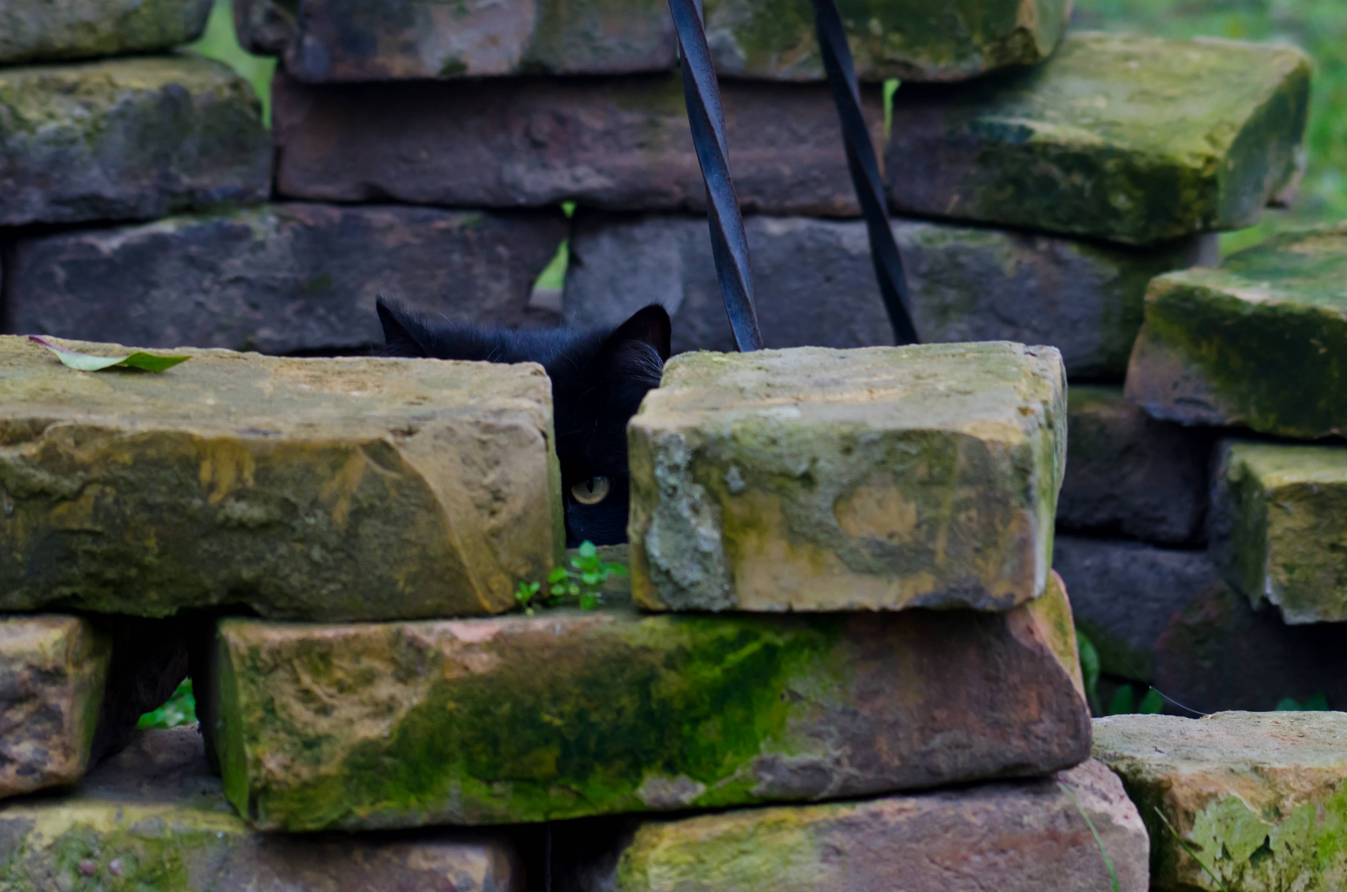 Playing Hide and Seek with My Cat Shadow