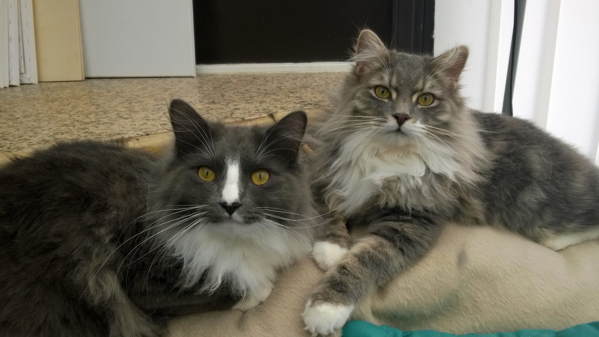 Please Help - Cat Mattingknots