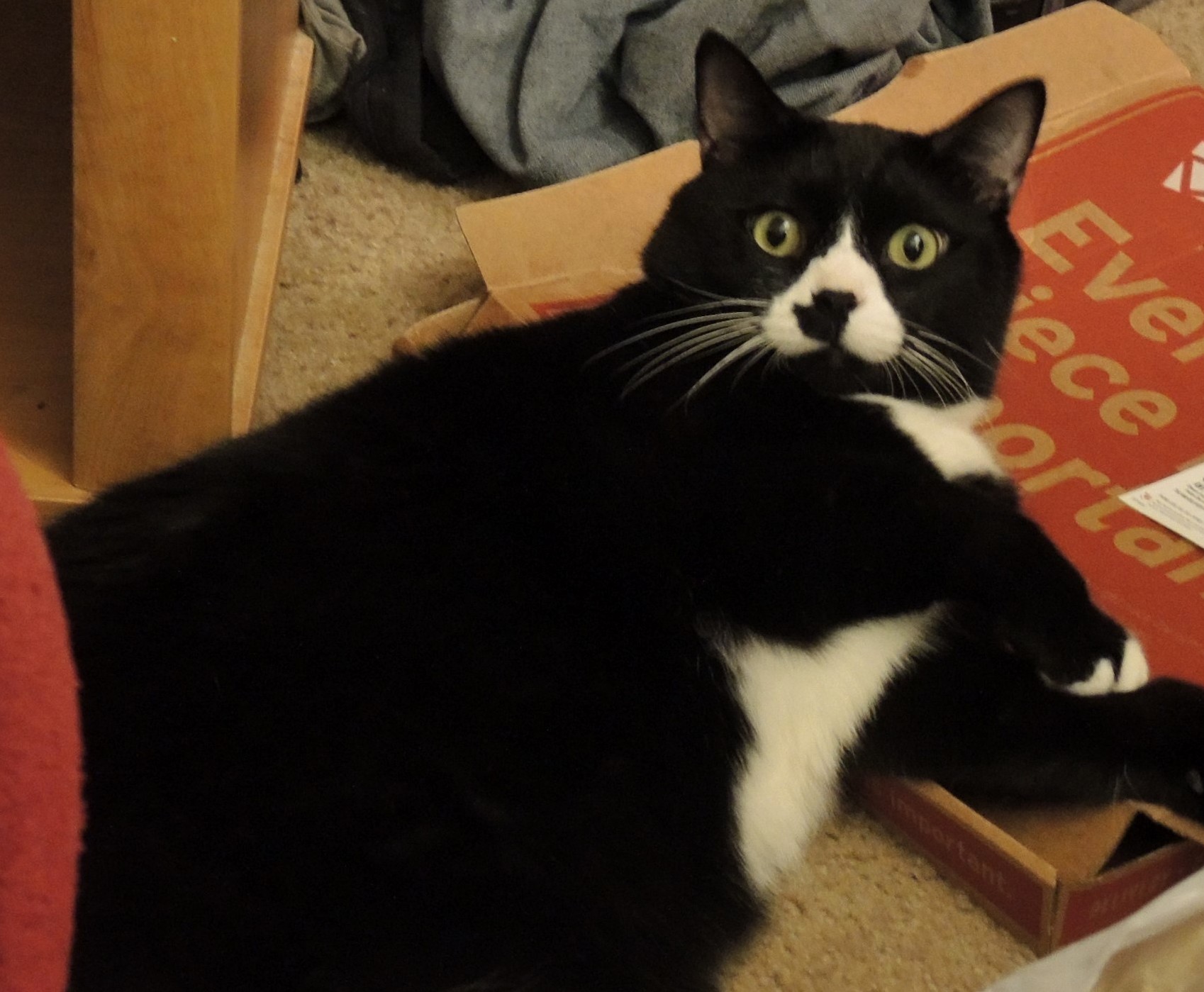 Pocket Caught in a Compromising Position X-post Rtuxedocats