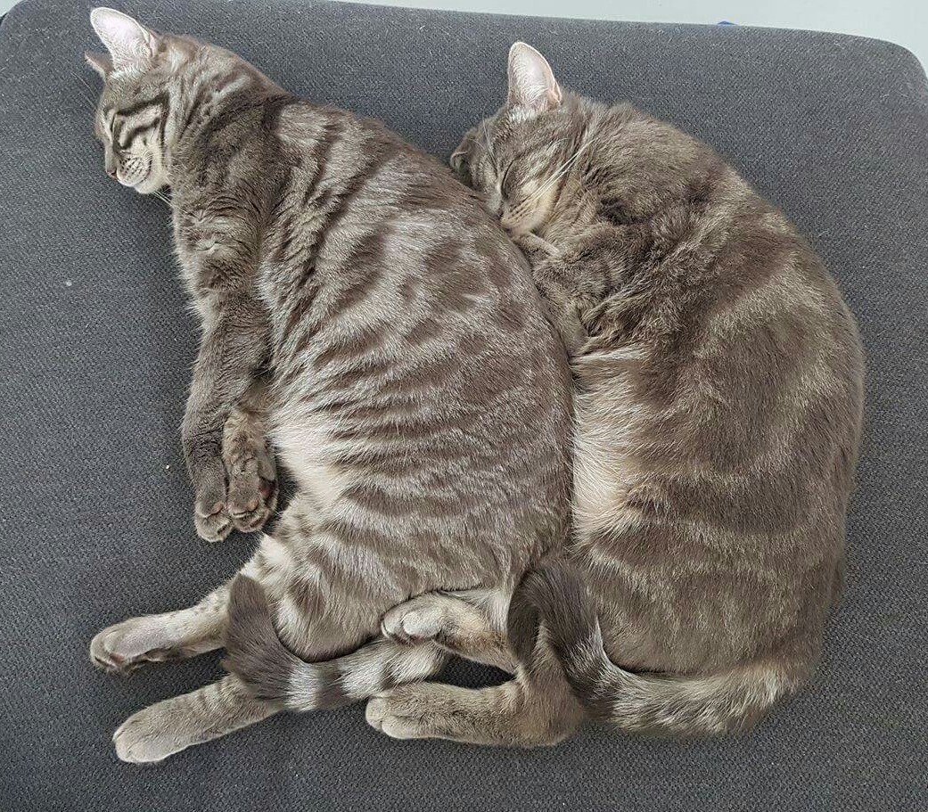 Post Playtime Spooning