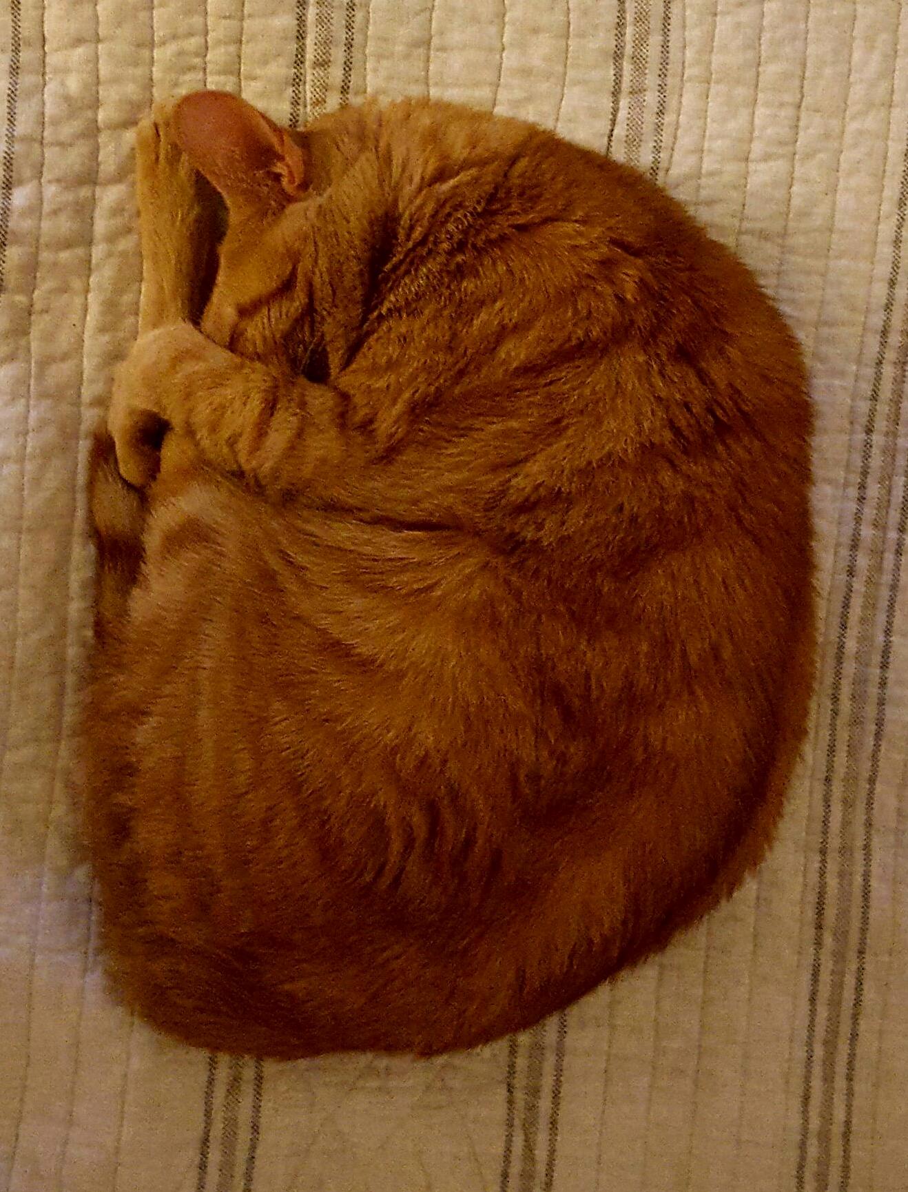 Practicing Her Pike Dive for the Catlympics