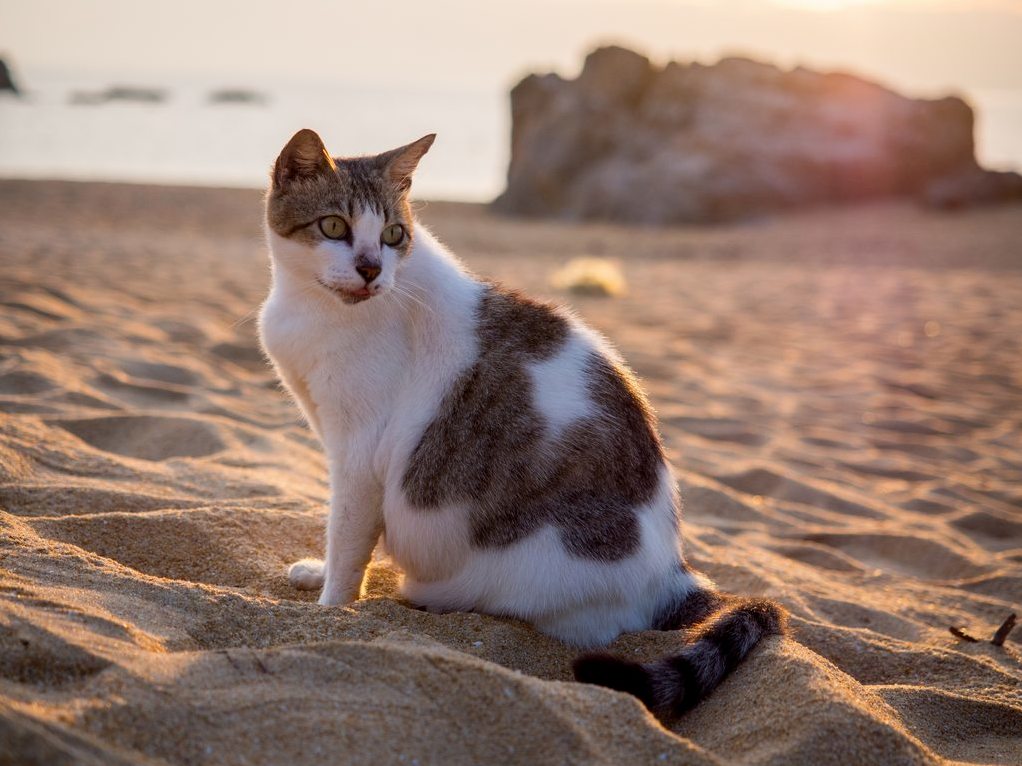Pregnant Stray Cat at the Beach