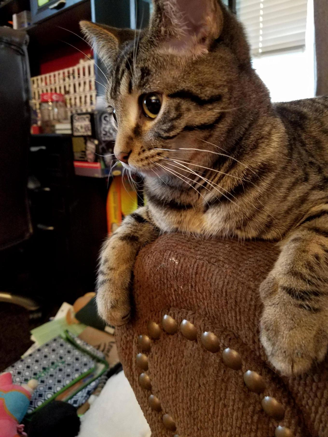 Prince Lebowski Surveys His Kingdom. He Is Pleased.