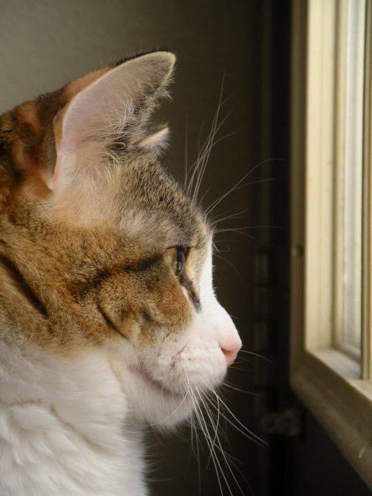 Profile of a Cat