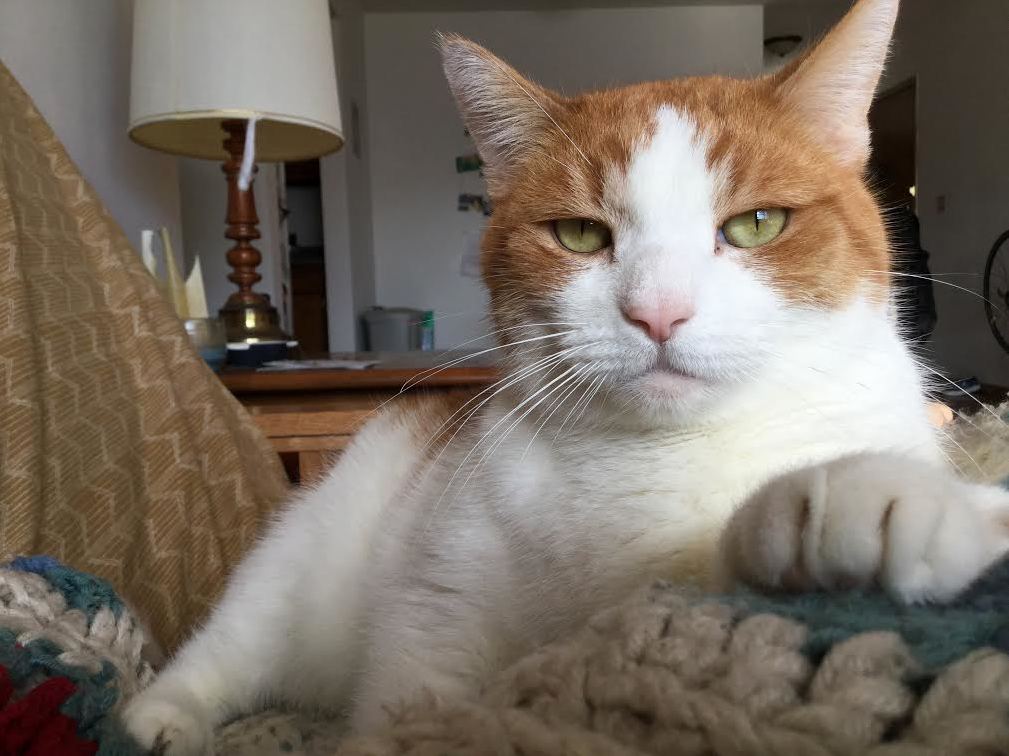 Put Down That Camera and Scratch My Cheeks.