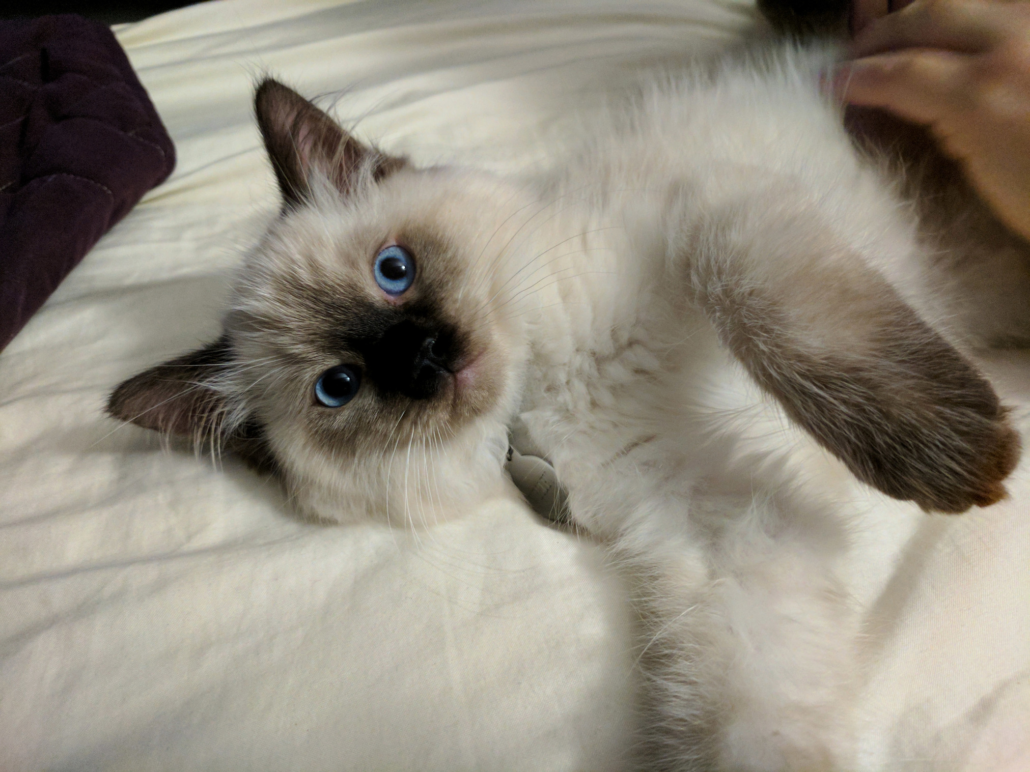 Ragdoll Kitten