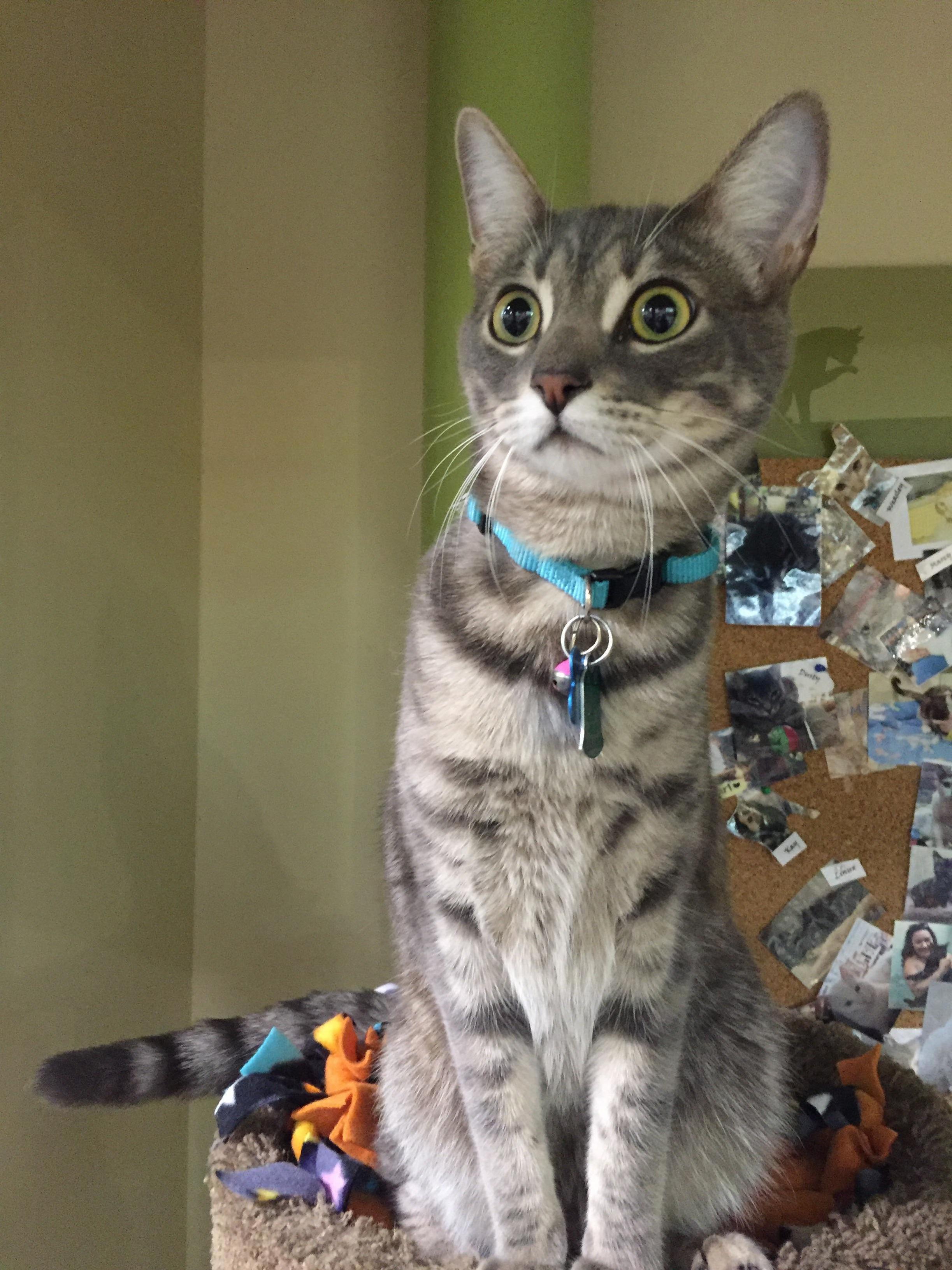 Recommendations for a Remote Controlled Toy for Shelter Kitties