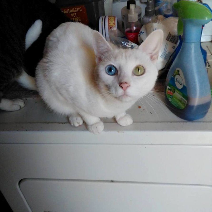 Remy