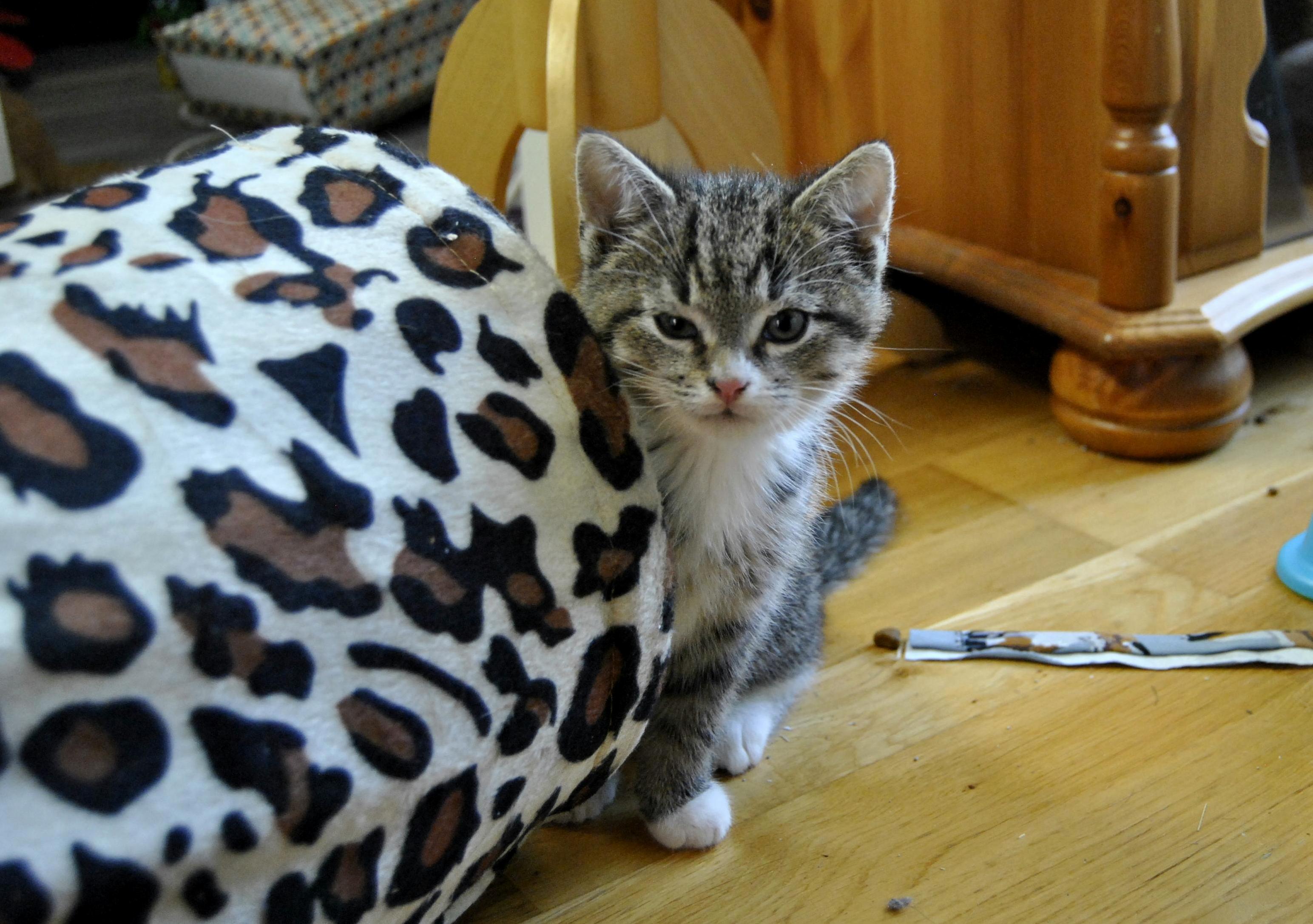 Rescue Kitten Albus 9 Weeks Old Will Become a Heart Breaker When He Grows Up.
