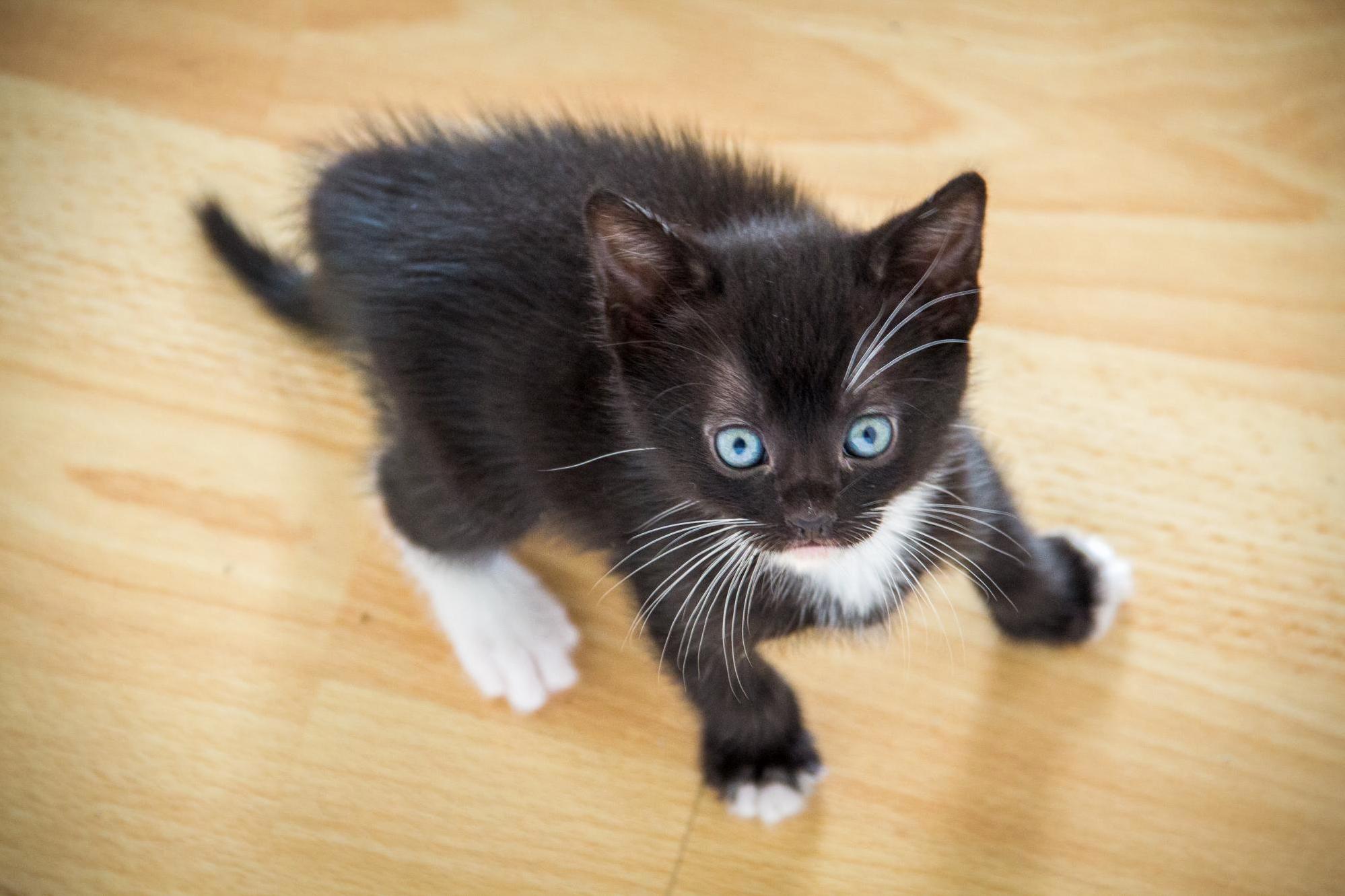 Rescued from the Streets of Las Skid Row... Meet Winston